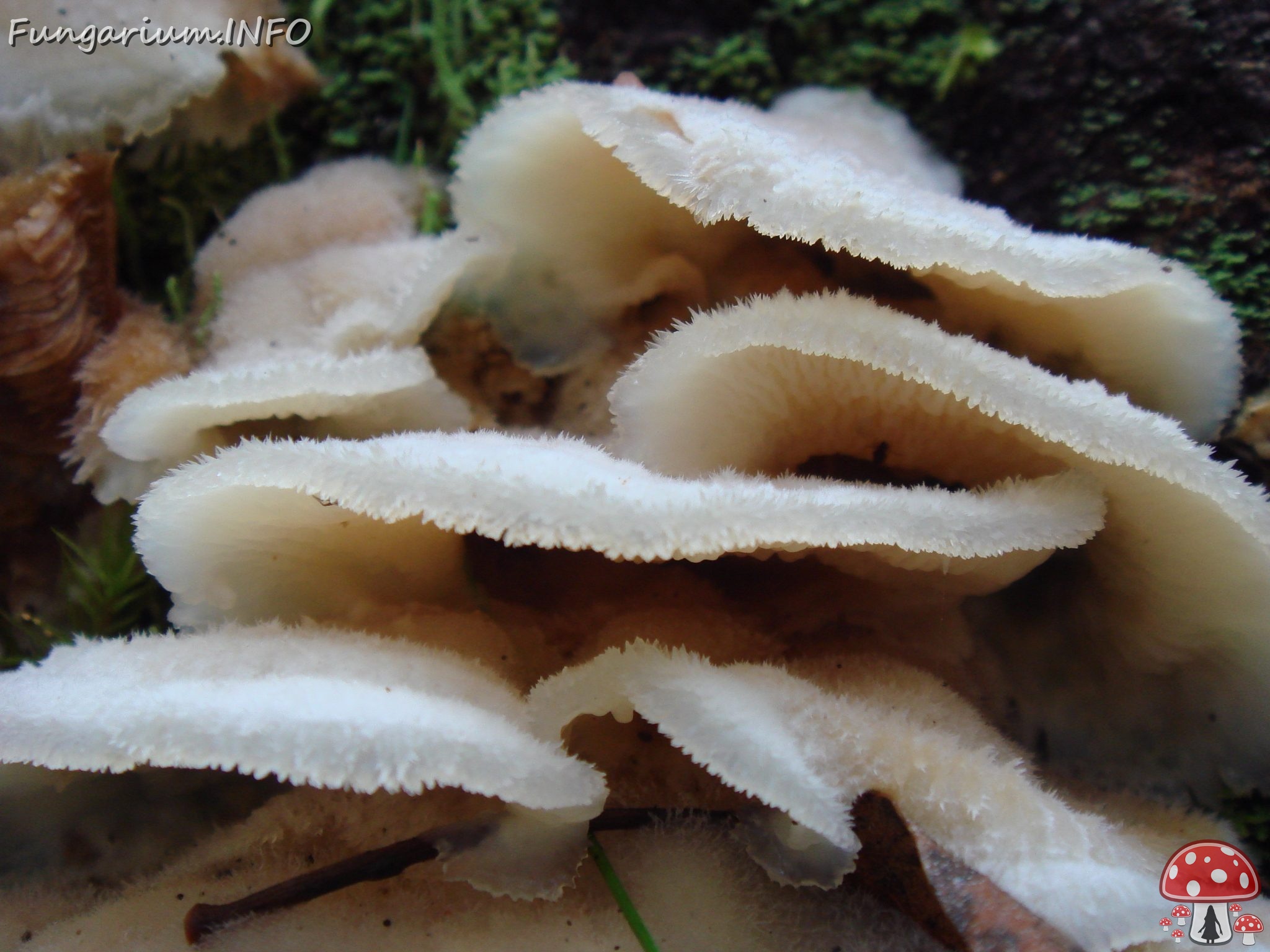 fungi-0004613 