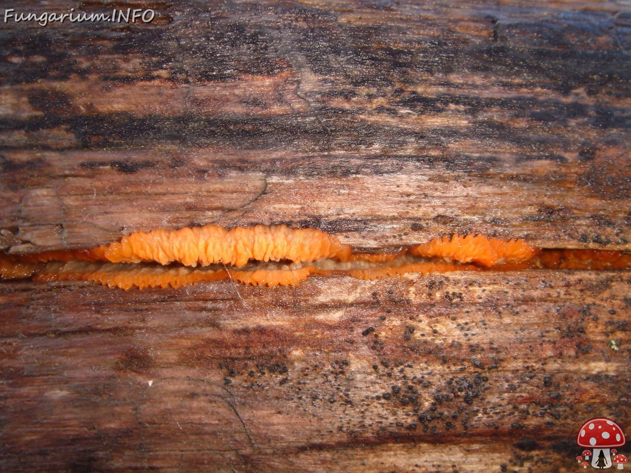 fungi-0004395 