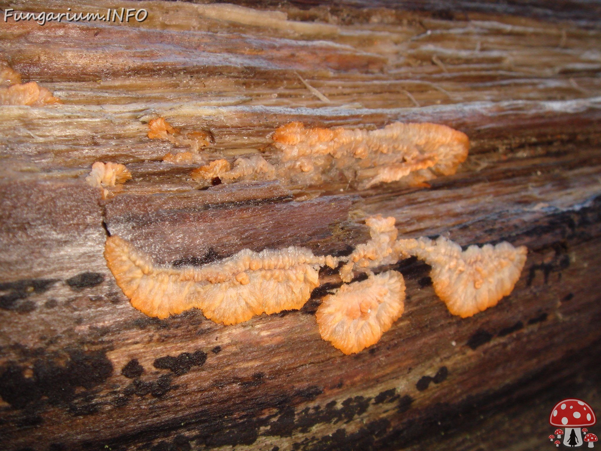 fungi-0004396 