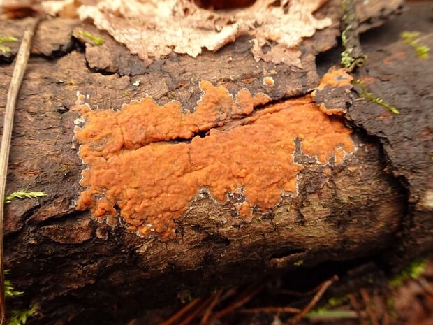 Флебия радиальная - Phlebia radiata