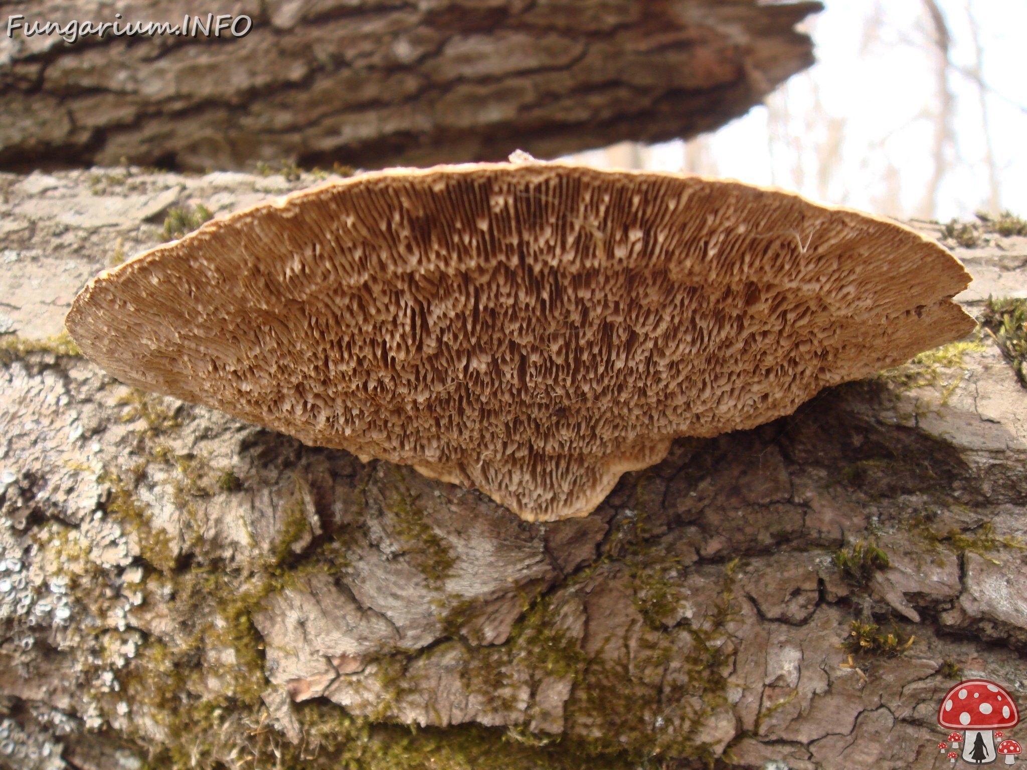 fungi-0004486 