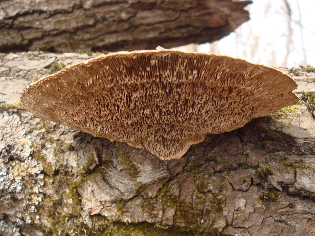 fungi-0004486