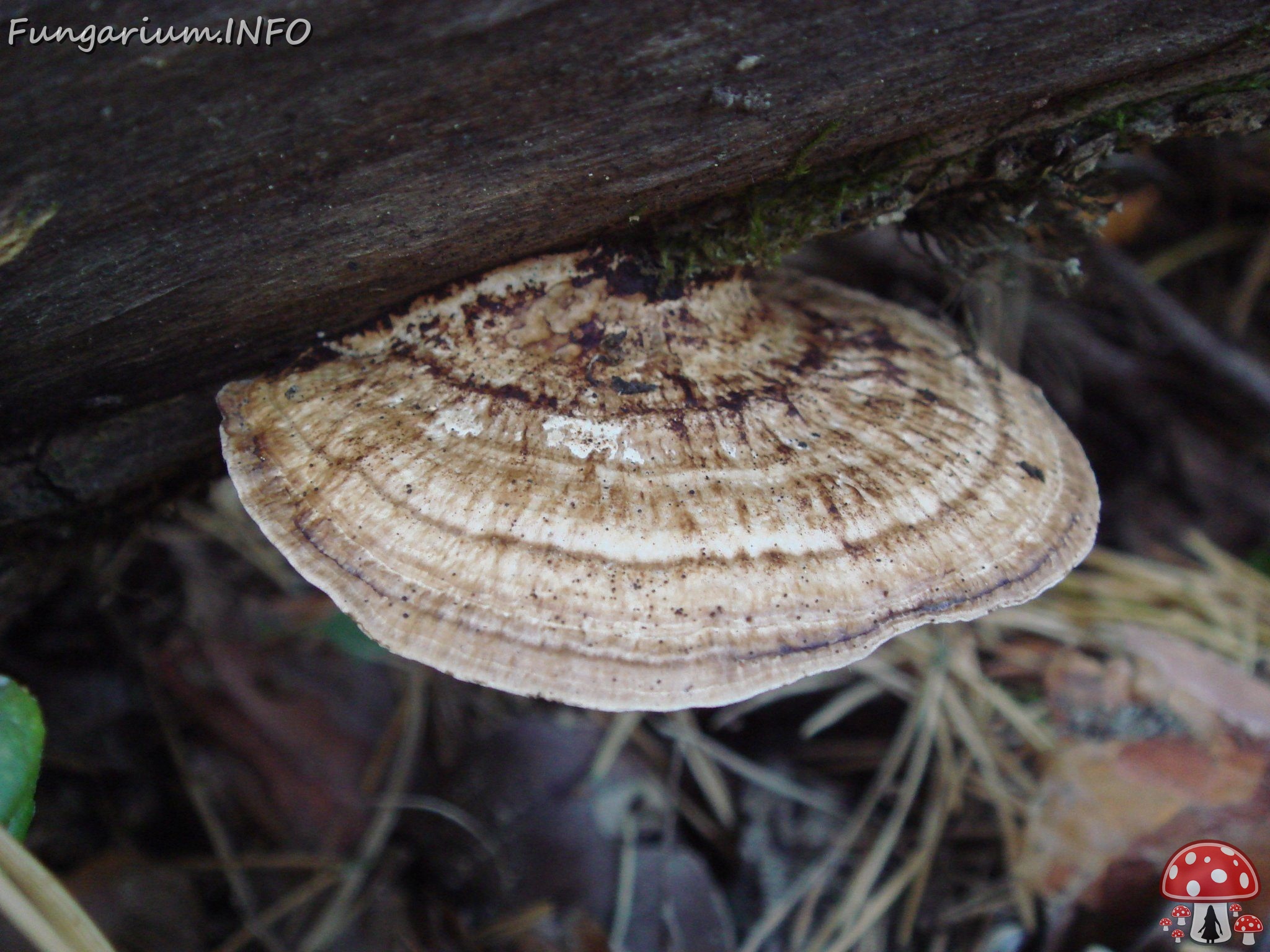 fungi-0001725 