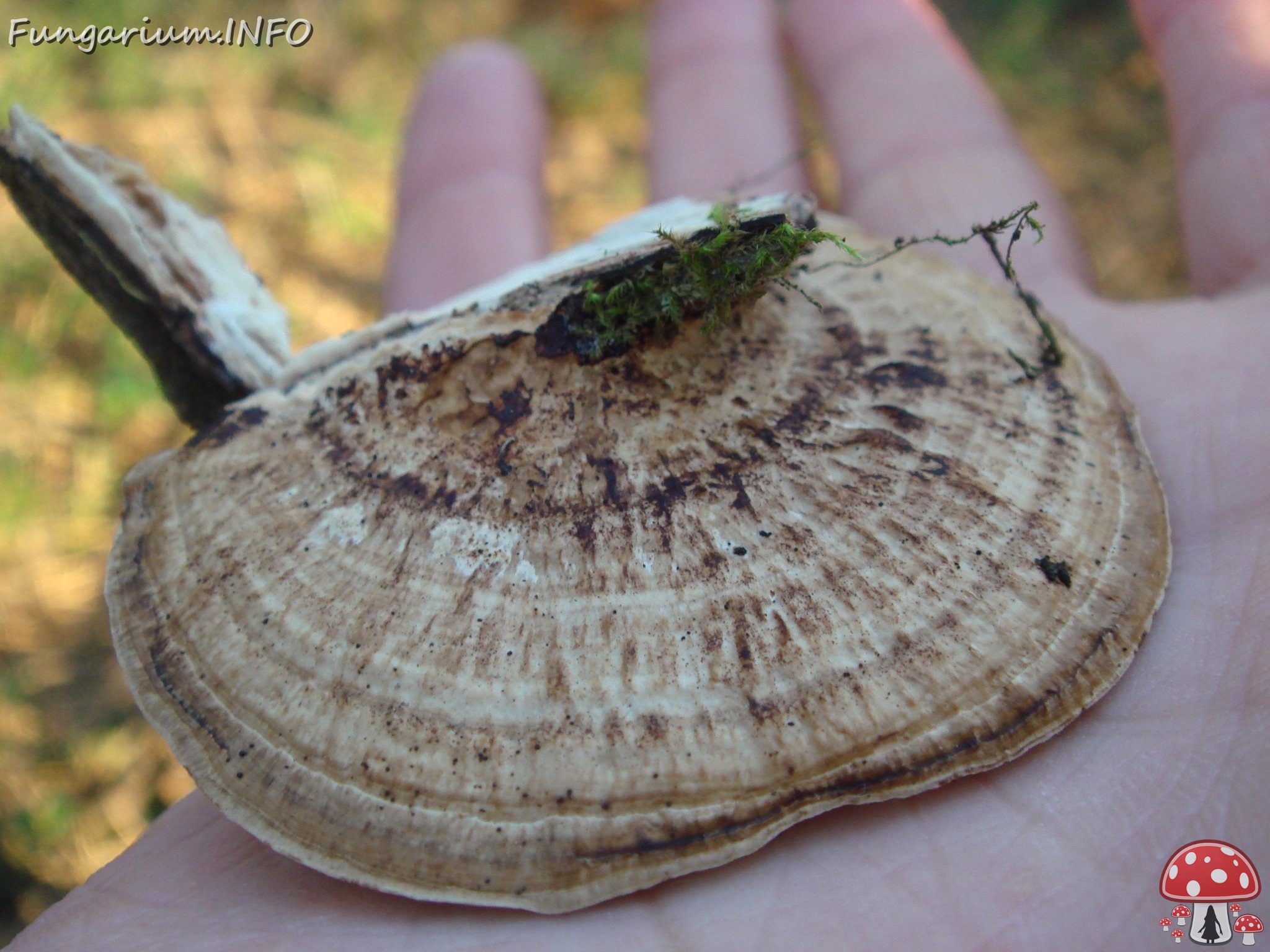 fungi-0001728 