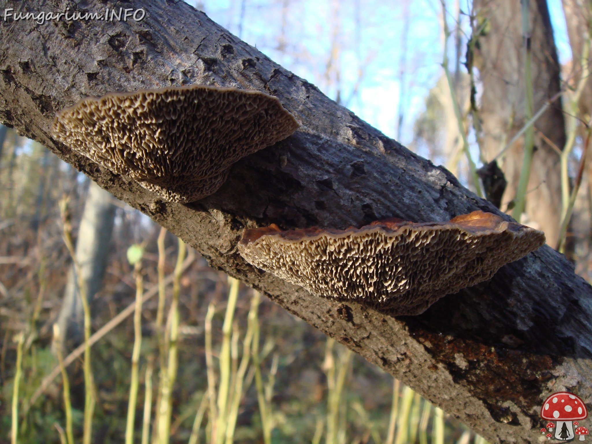 fungi-0004375 