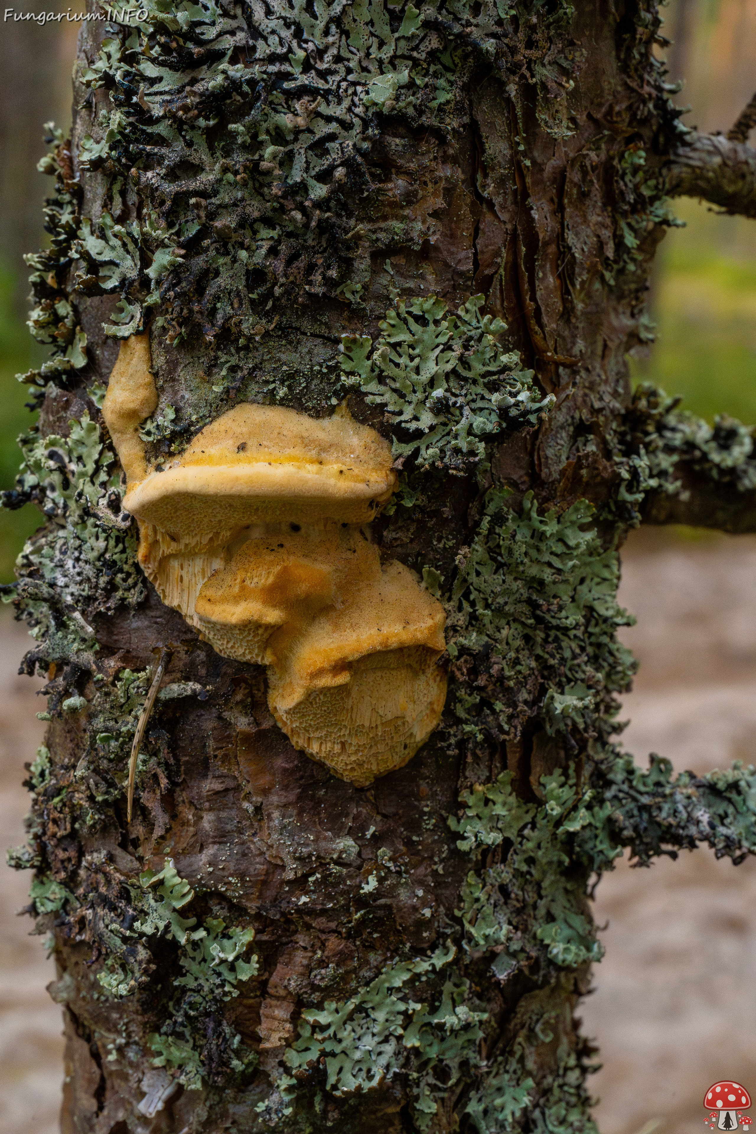 diplomitoporus-flavescens_1-3 