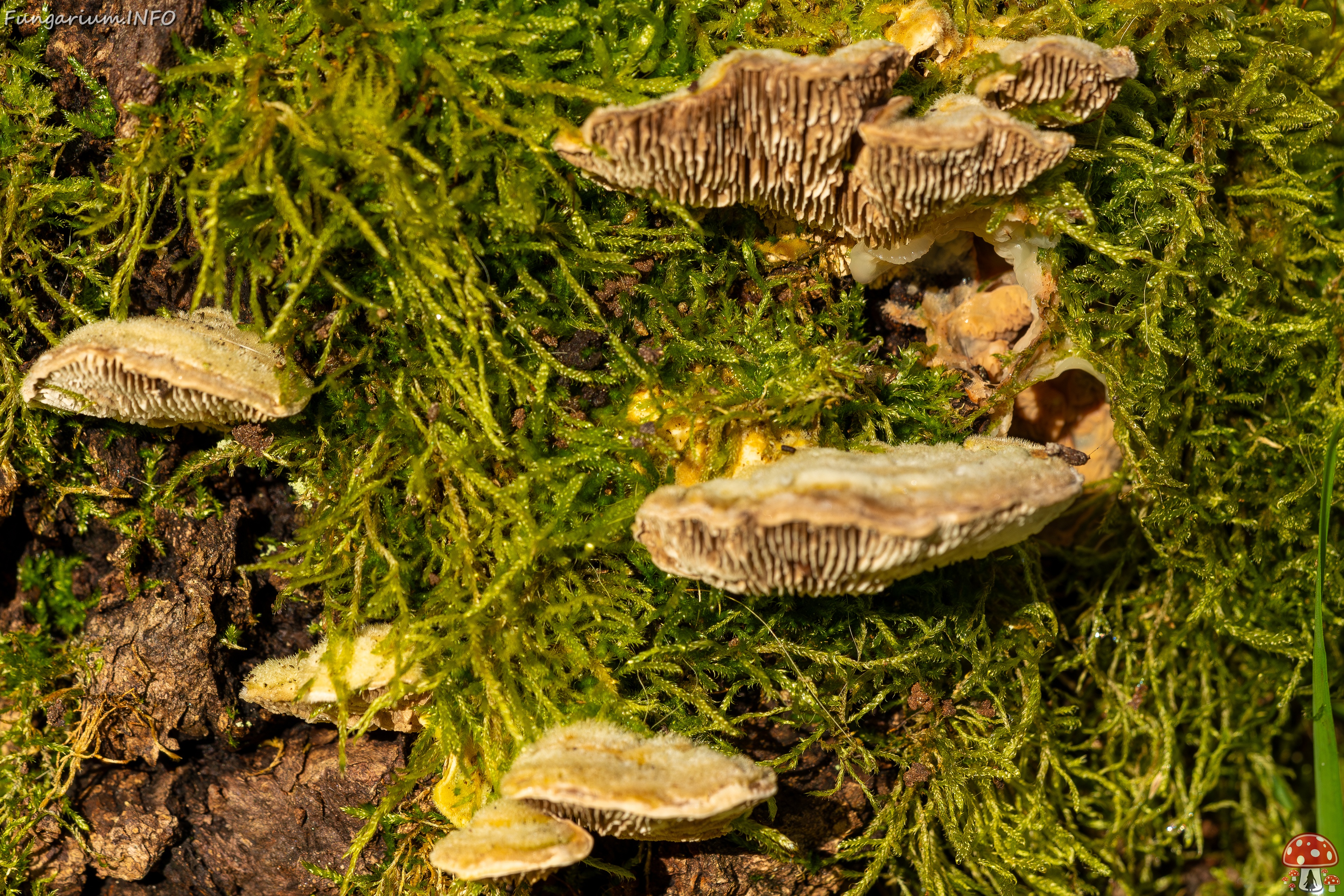 Lenzites betulina _2025-10-18_1-10 