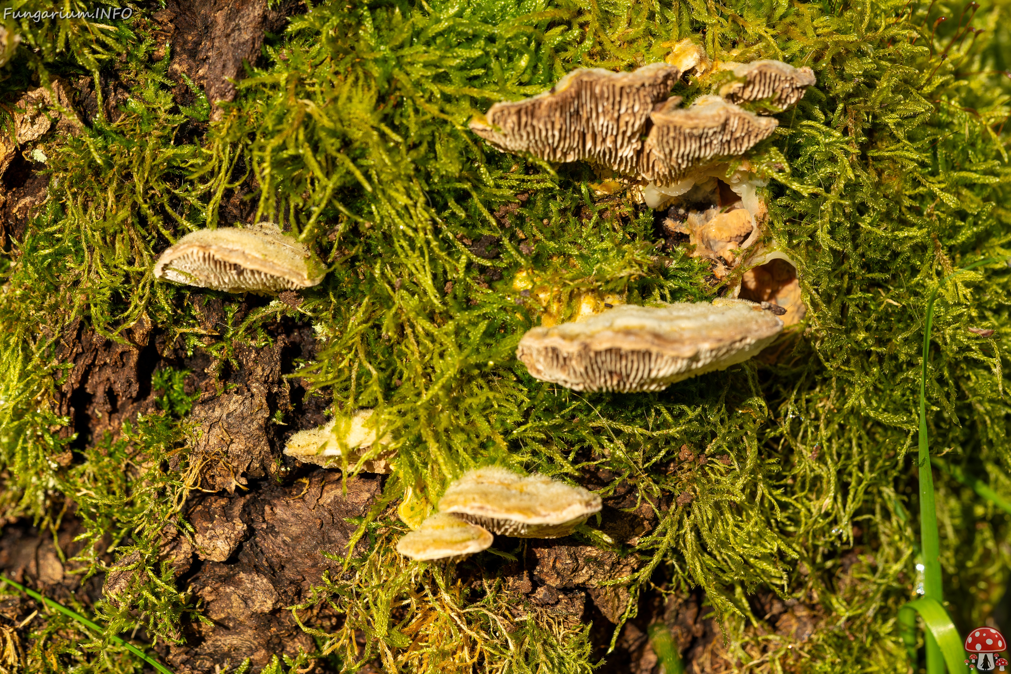 Lenzites betulina _2025-10-18_1-11 