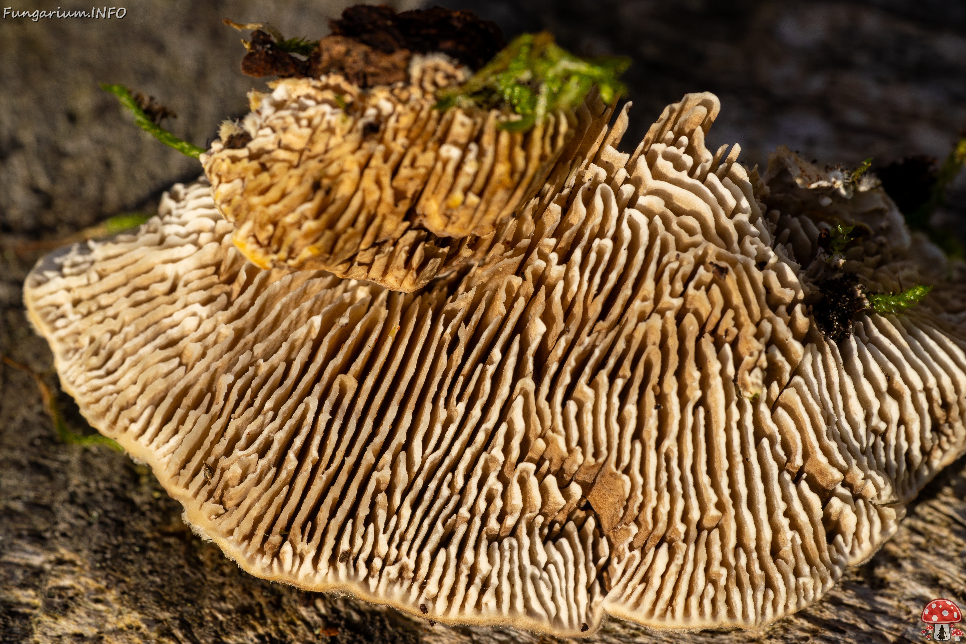 Lenzites betulina _2025-10-18_1-12 