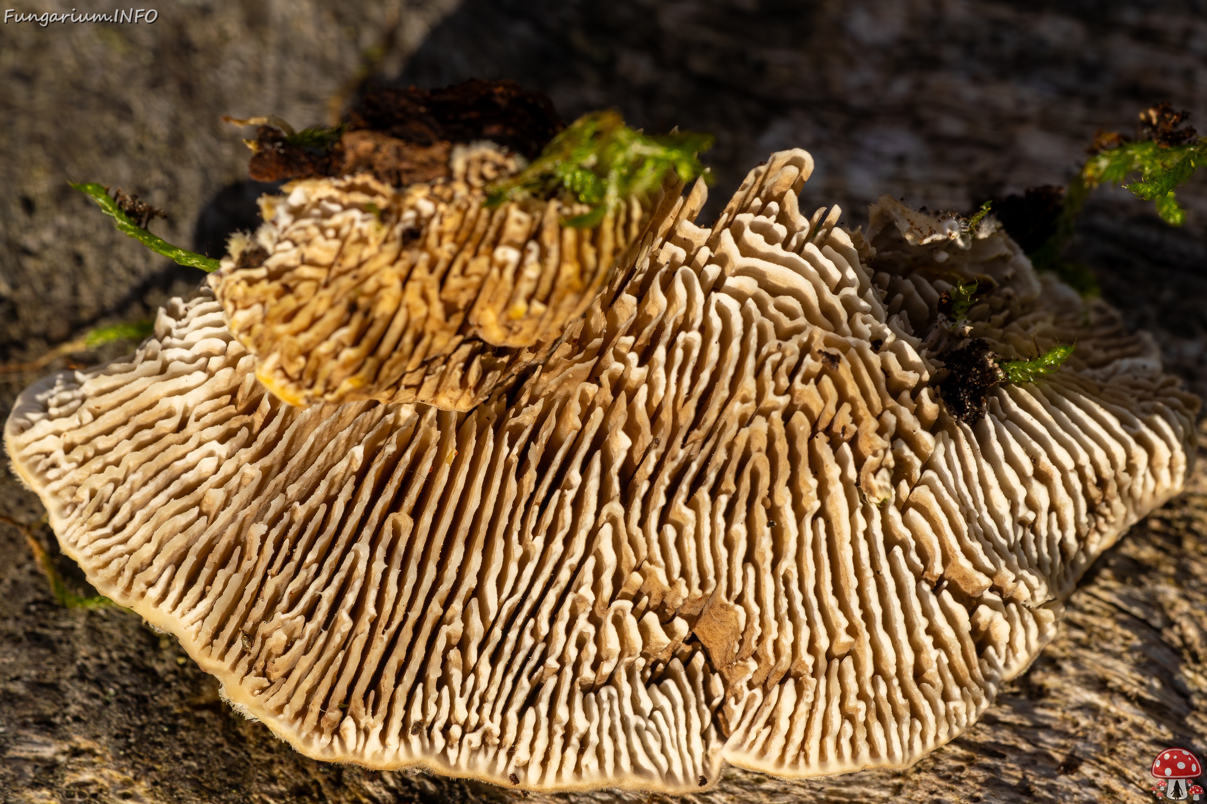 Lenzites betulina _2025-10-18_1-13 