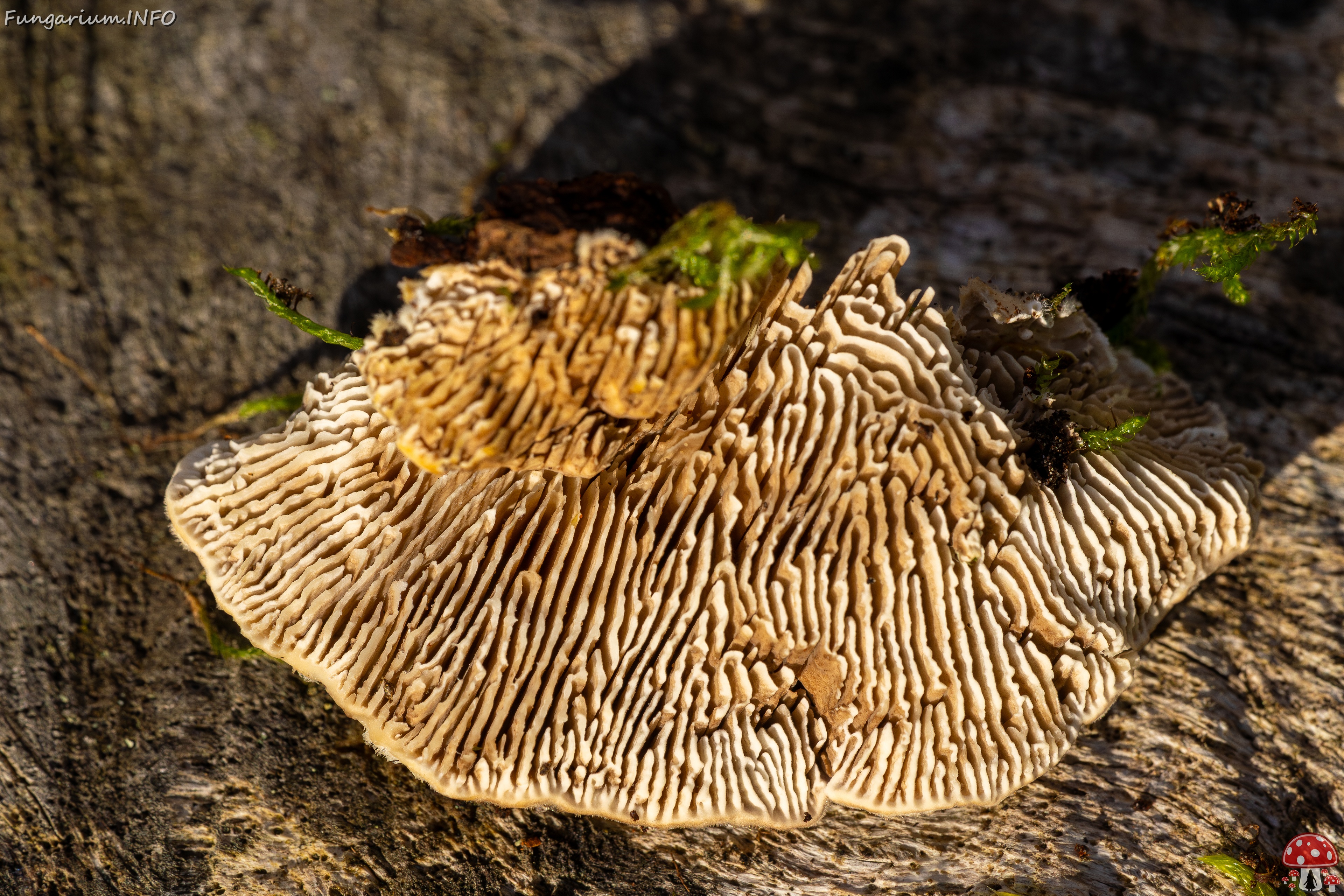 Lenzites betulina _2025-10-18_1-14 