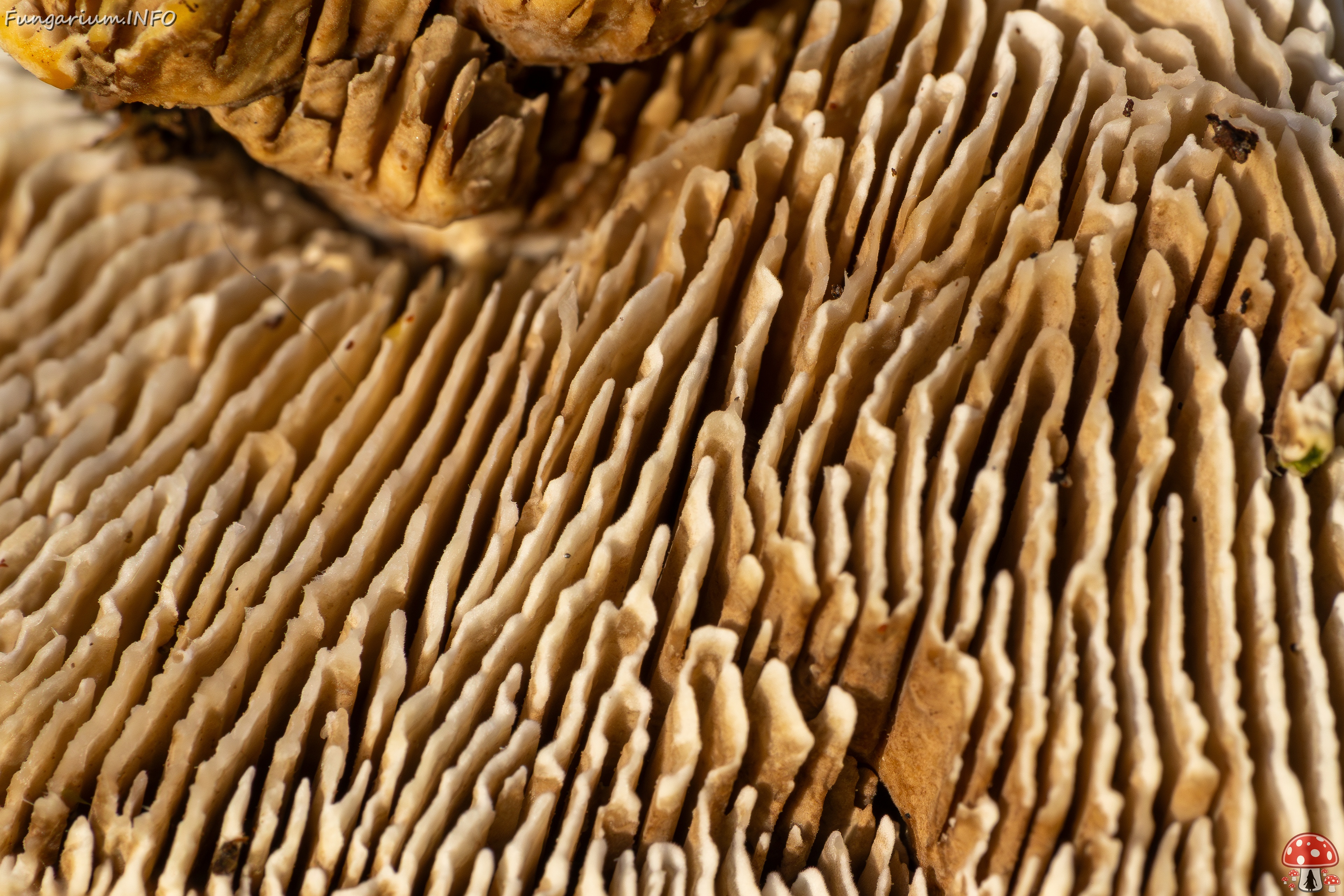 Lenzites betulina _2025-10-18_1-15 