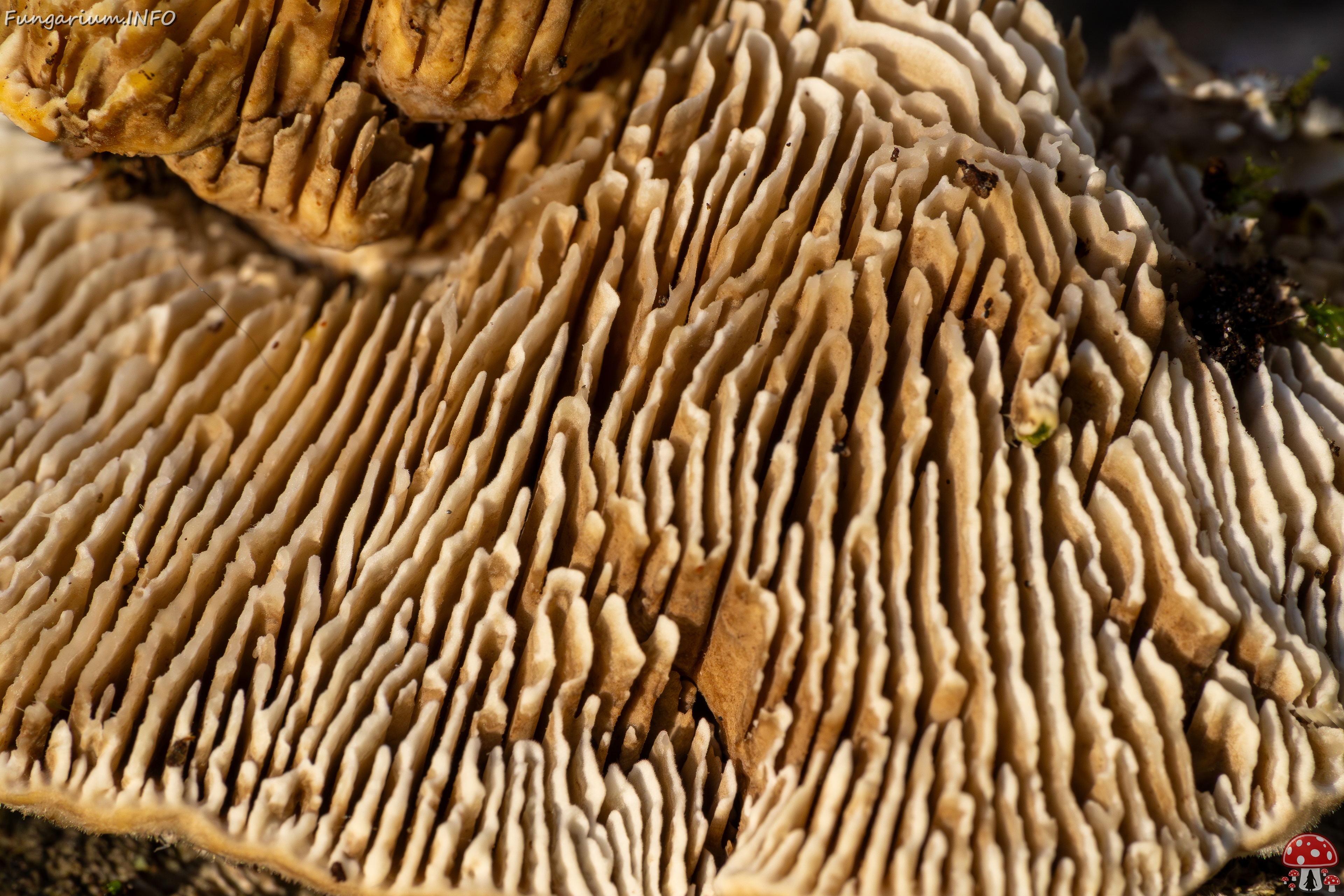 Lenzites betulina _2025-10-18_1-16 