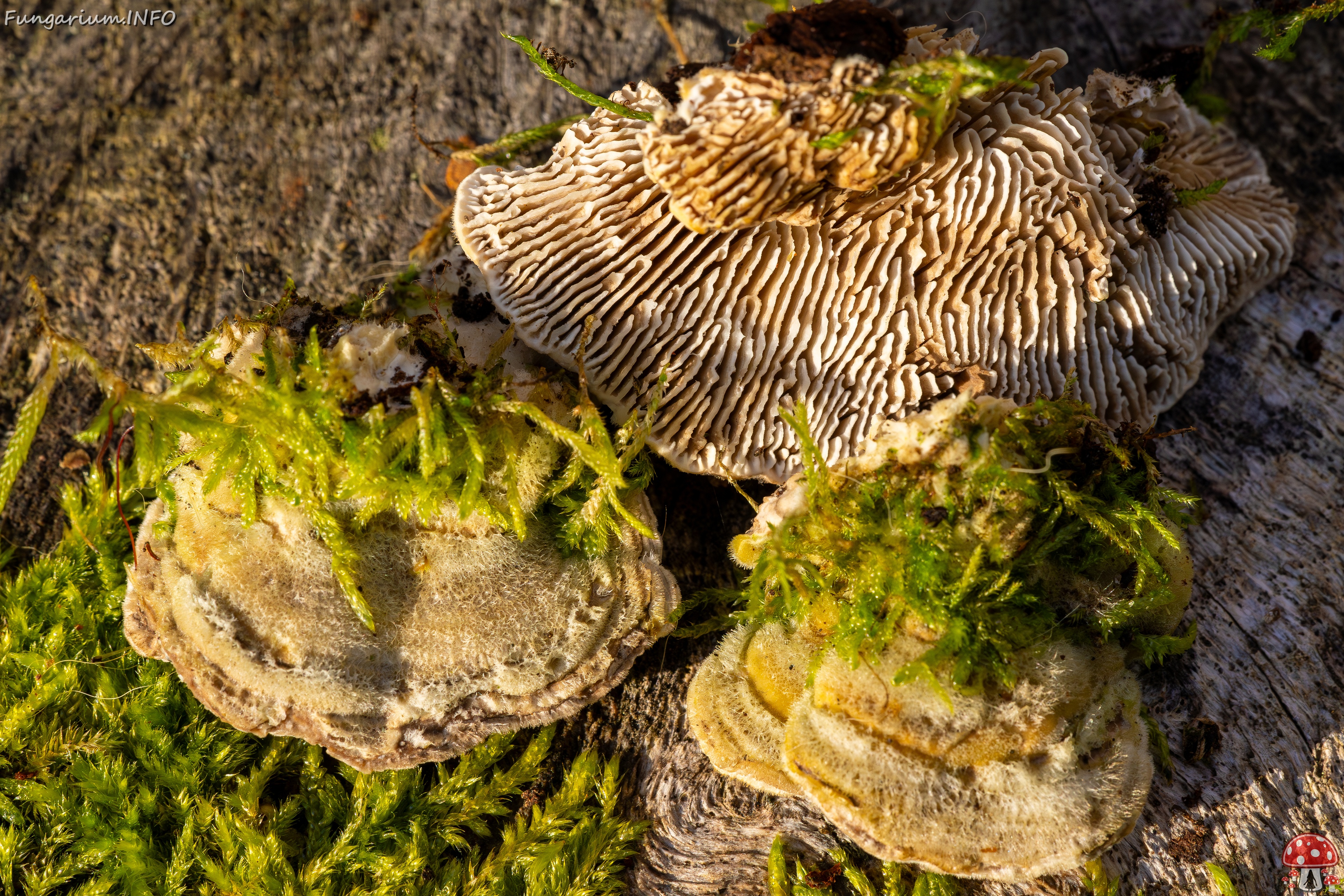 Lenzites betulina _2025-10-18_1-17 