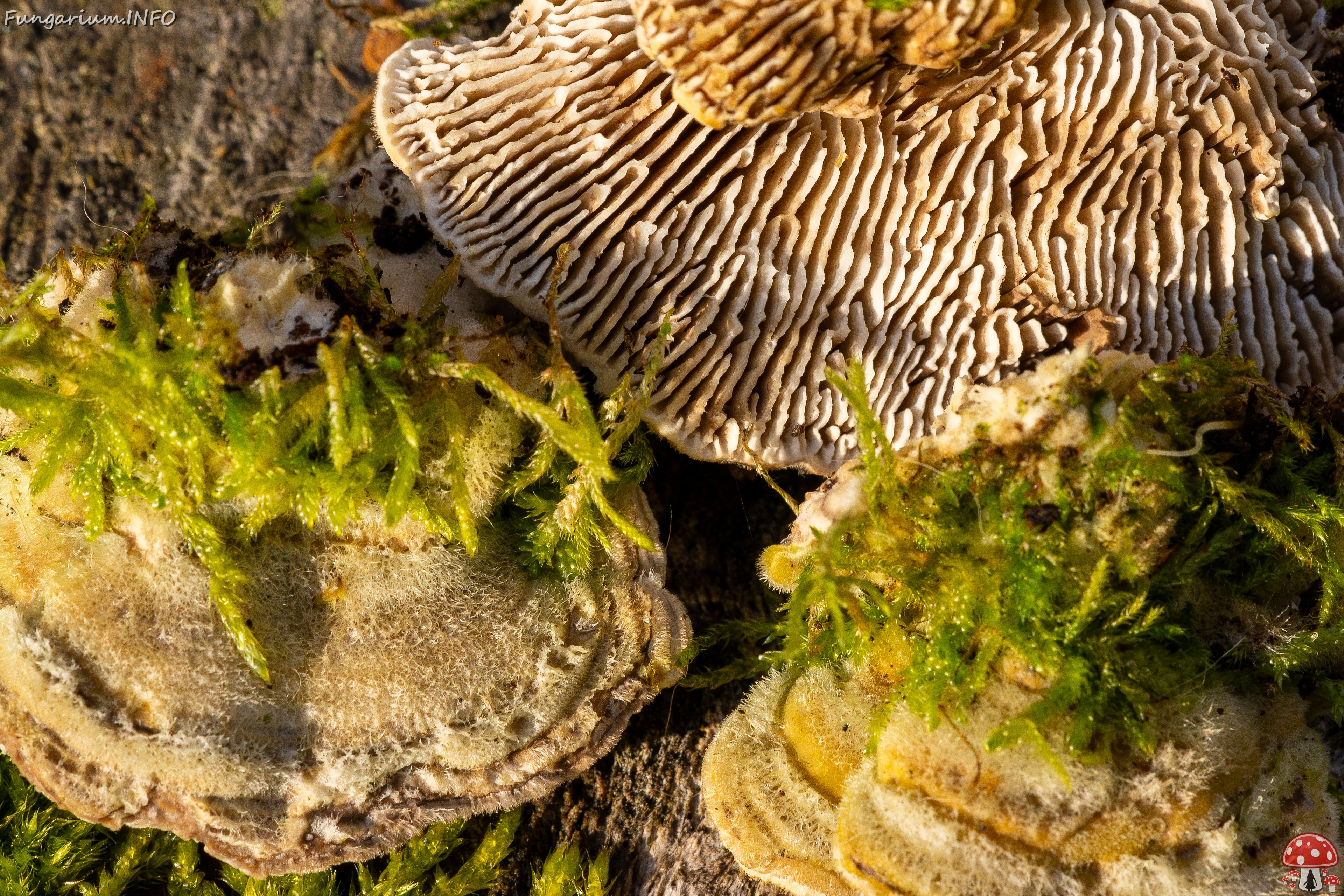 Lenzites betulina _2025-10-18_1-18 