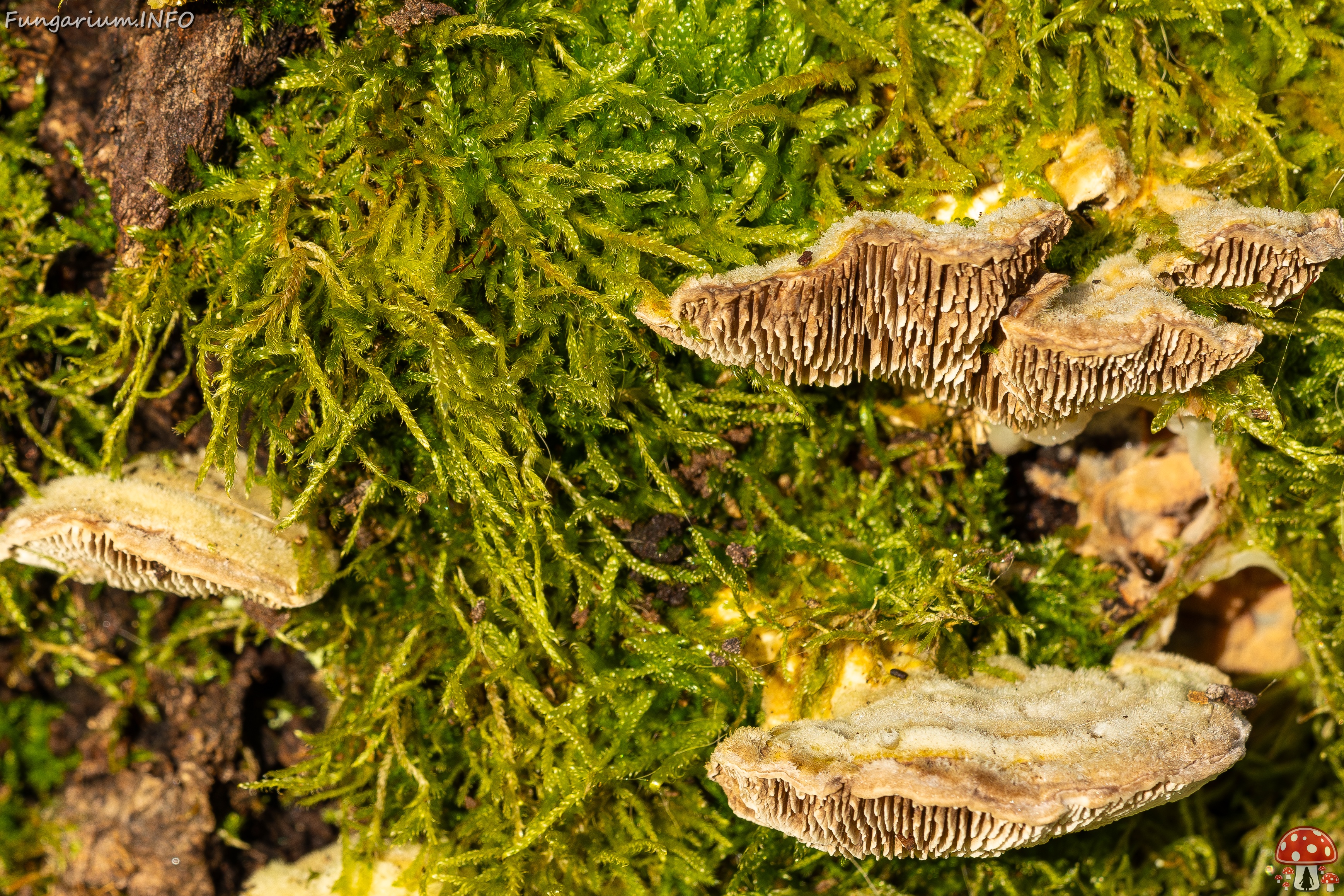 Lenzites betulina _2025-10-18_1-9 