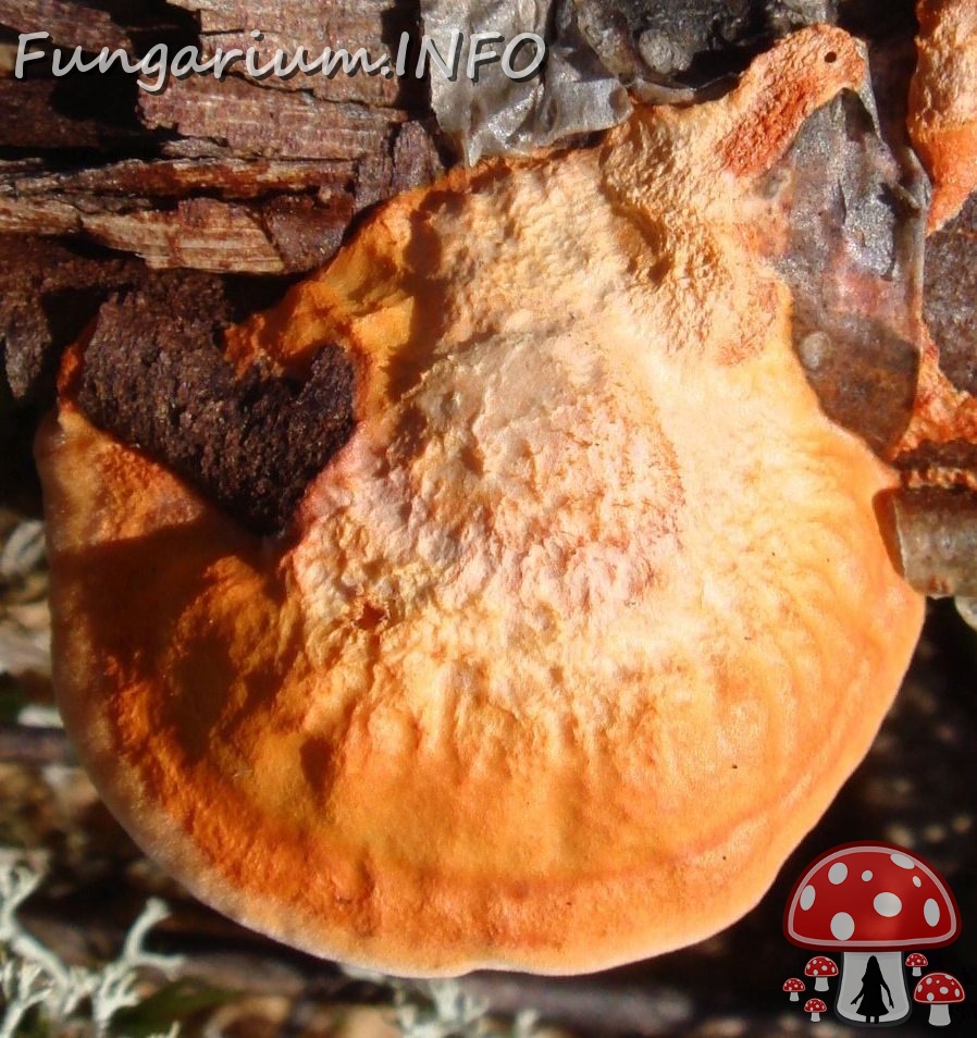 fungi-0003348_ 