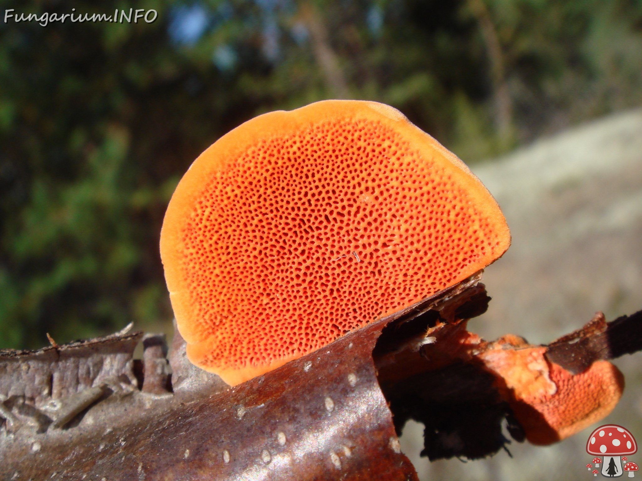 fungi-0003349 