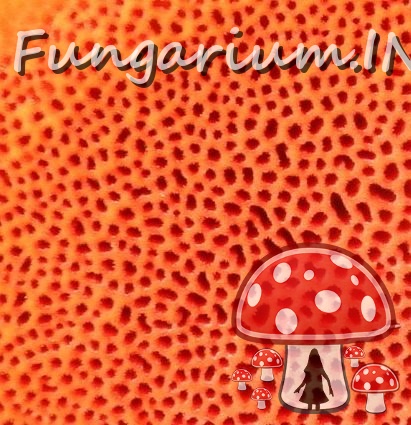 fungi-0003349_ 