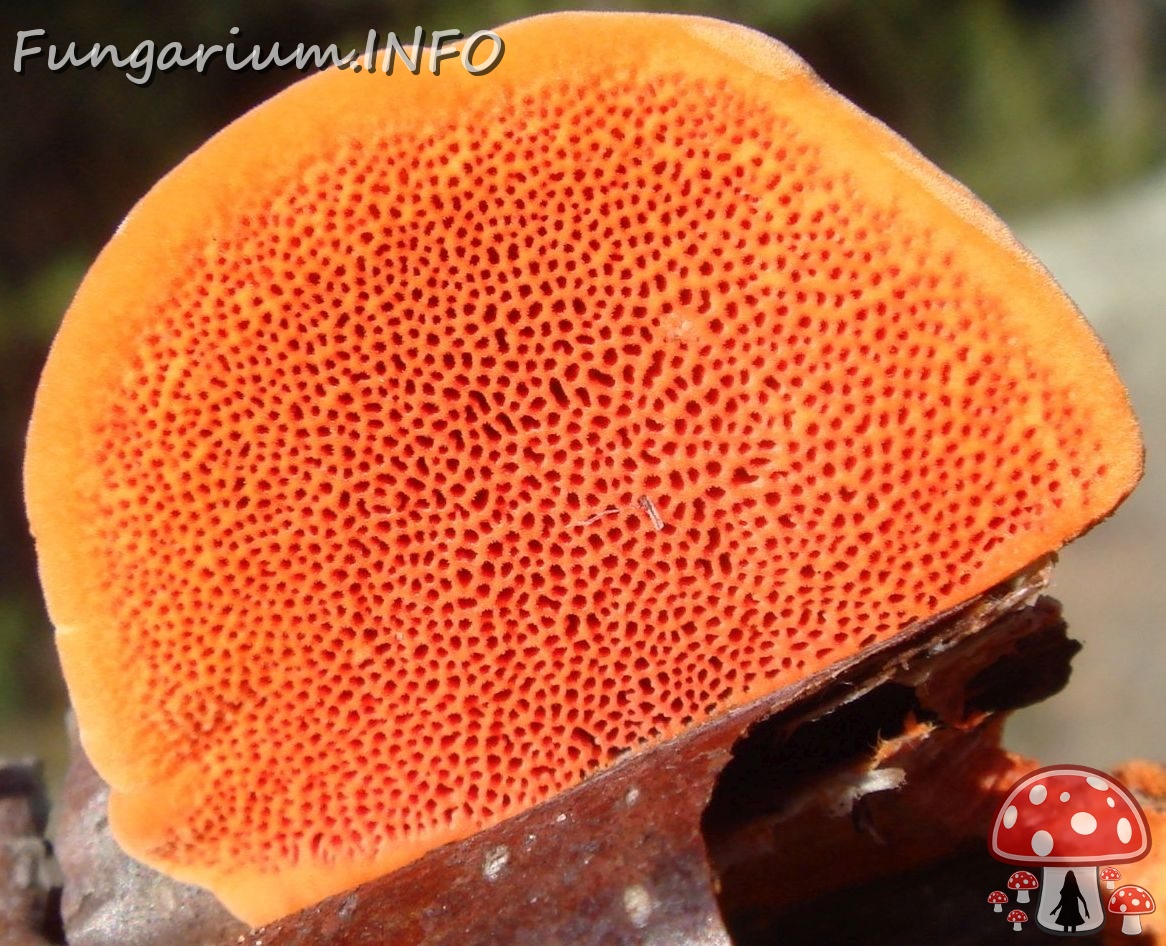 fungi-0003349__ 