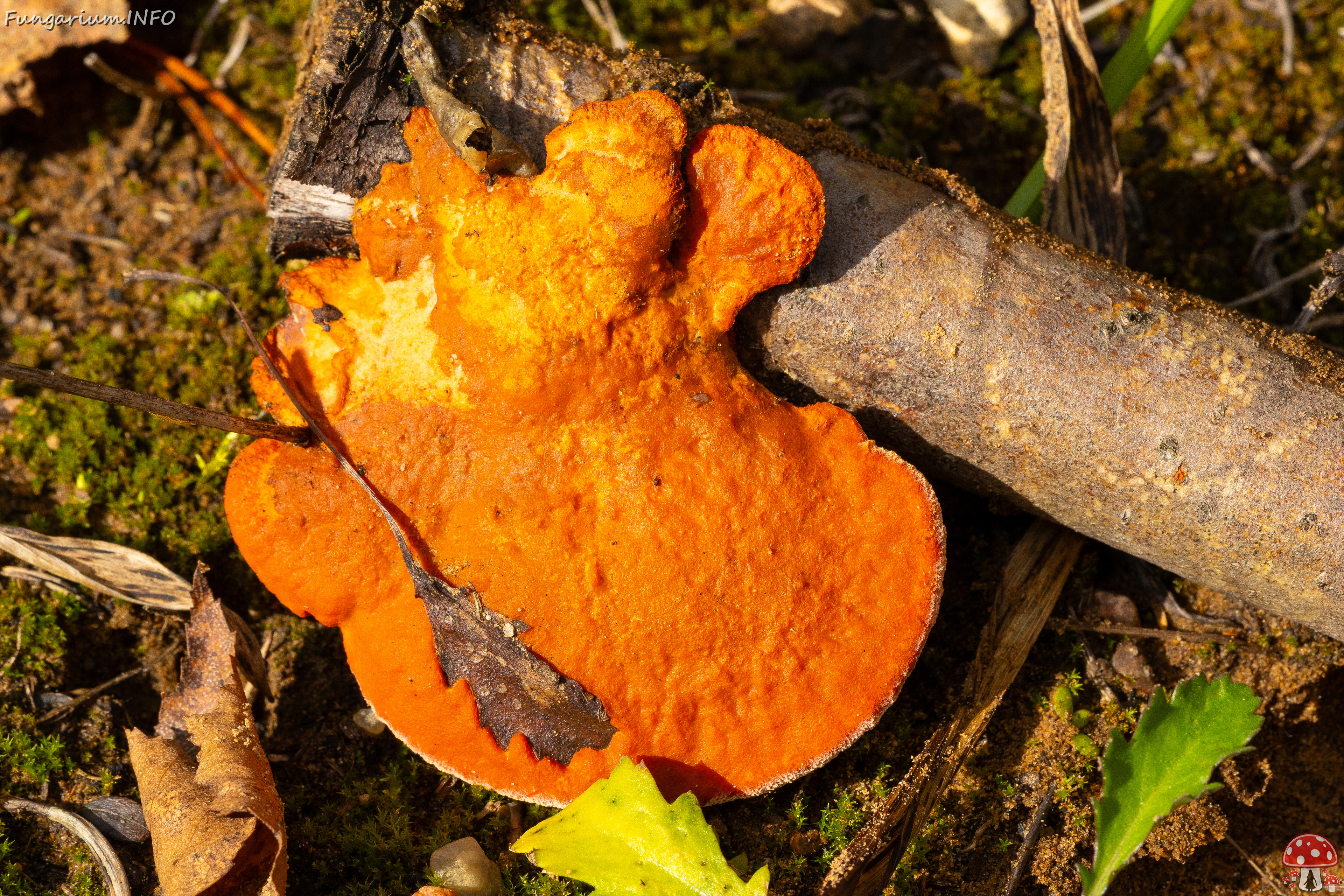 pycnoporus-cinnabarinus_2023-09-14_1-10 