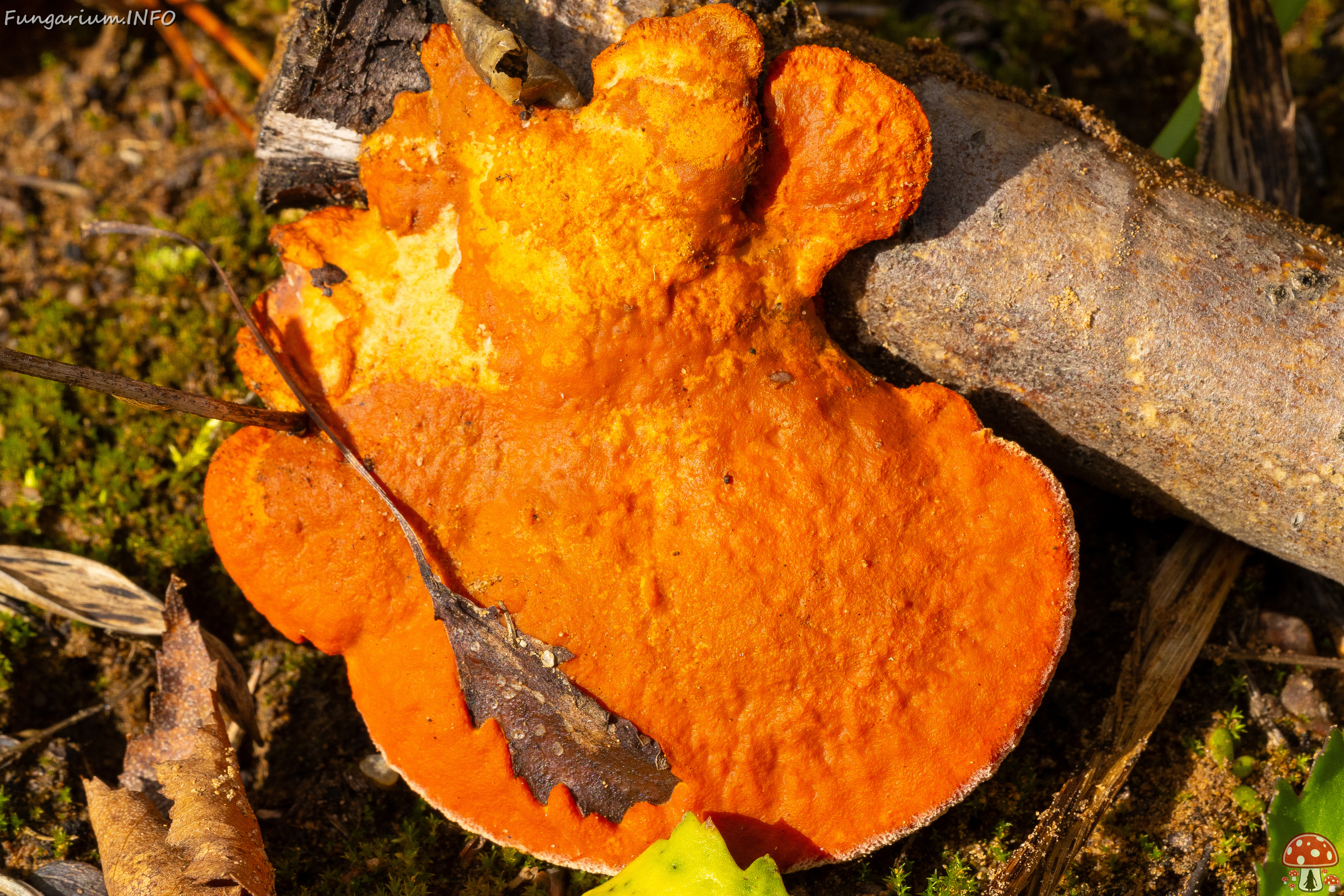 pycnoporus-cinnabarinus_2023-09-14_1-11 