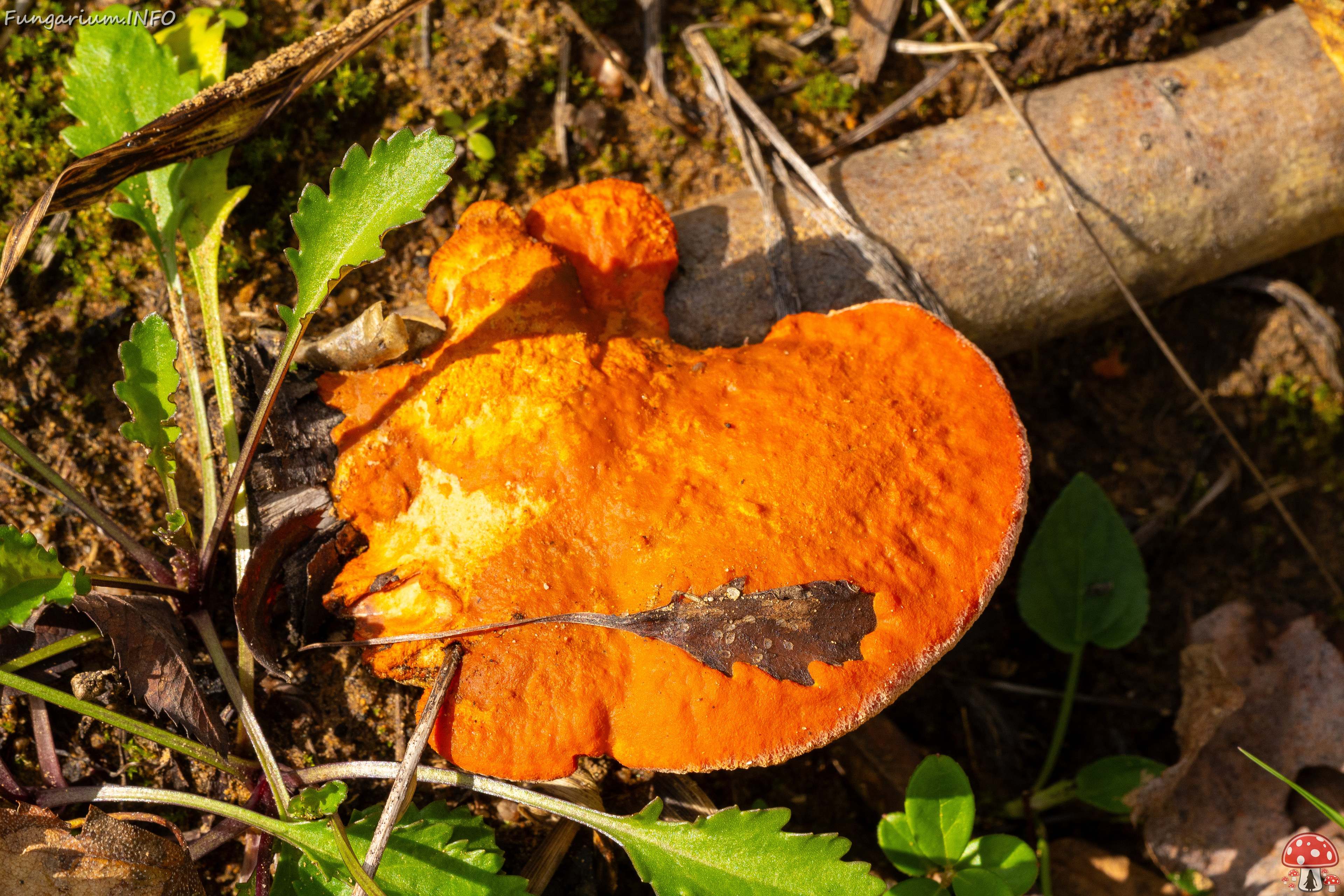 pycnoporus-cinnabarinus_2023-09-14_1-2 