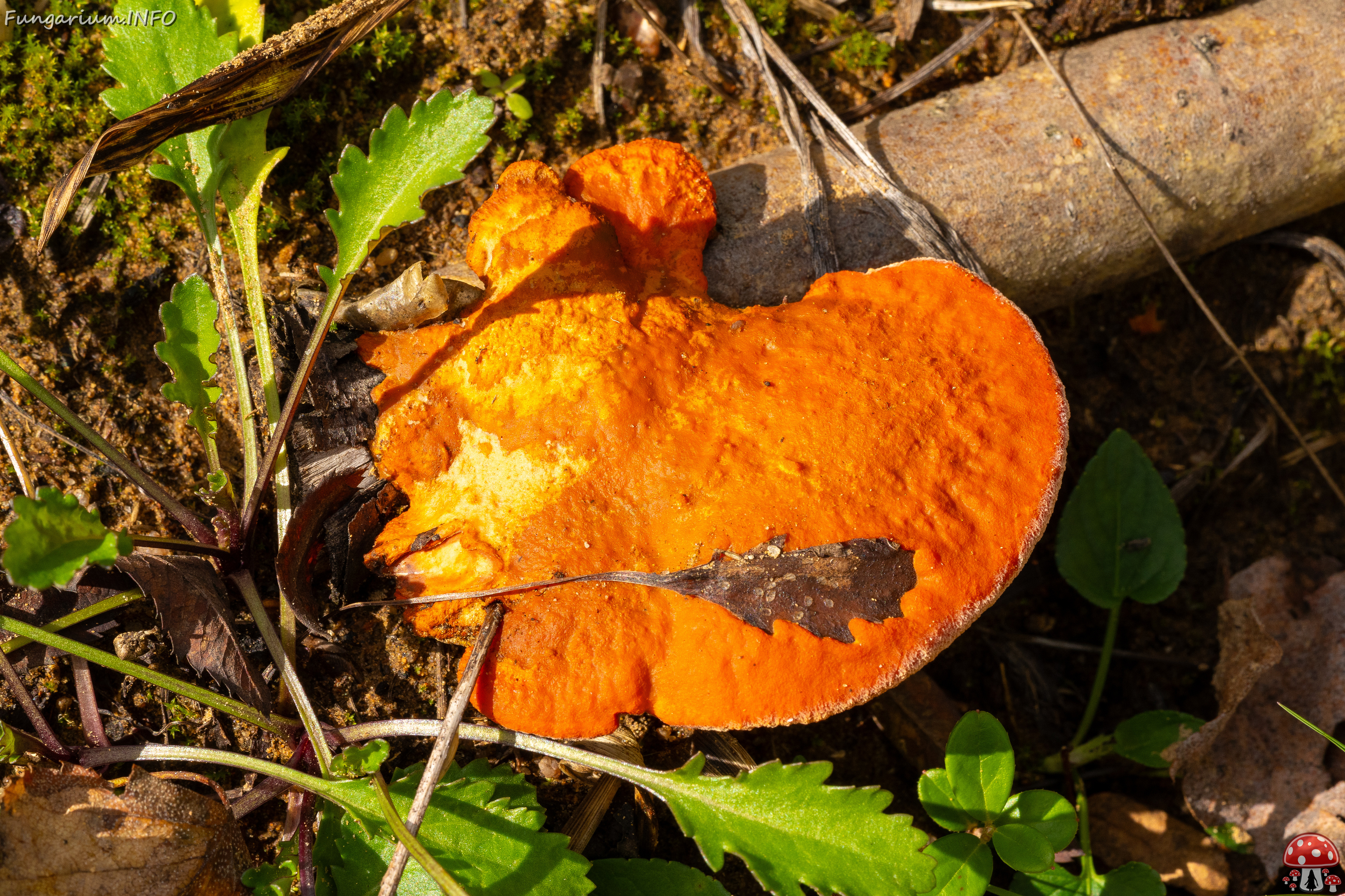 pycnoporus-cinnabarinus_2023-09-14_1-4 