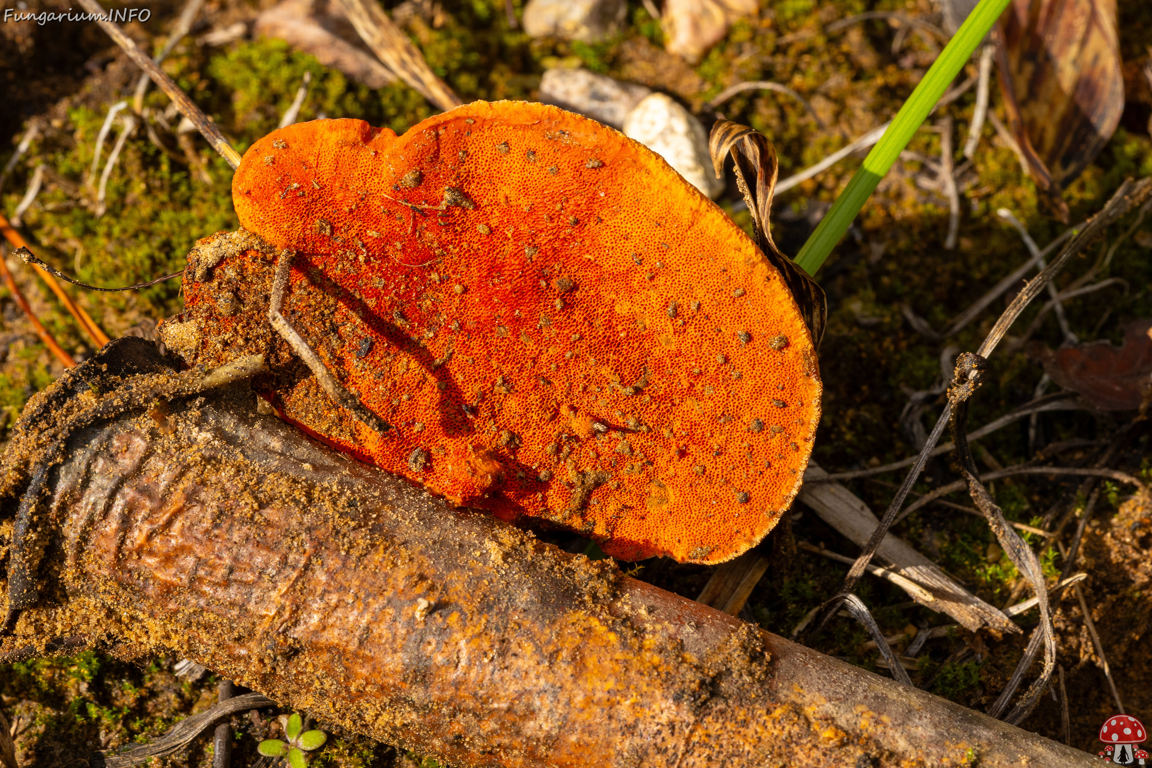 pycnoporus-cinnabarinus_2023-09-14_1-5 