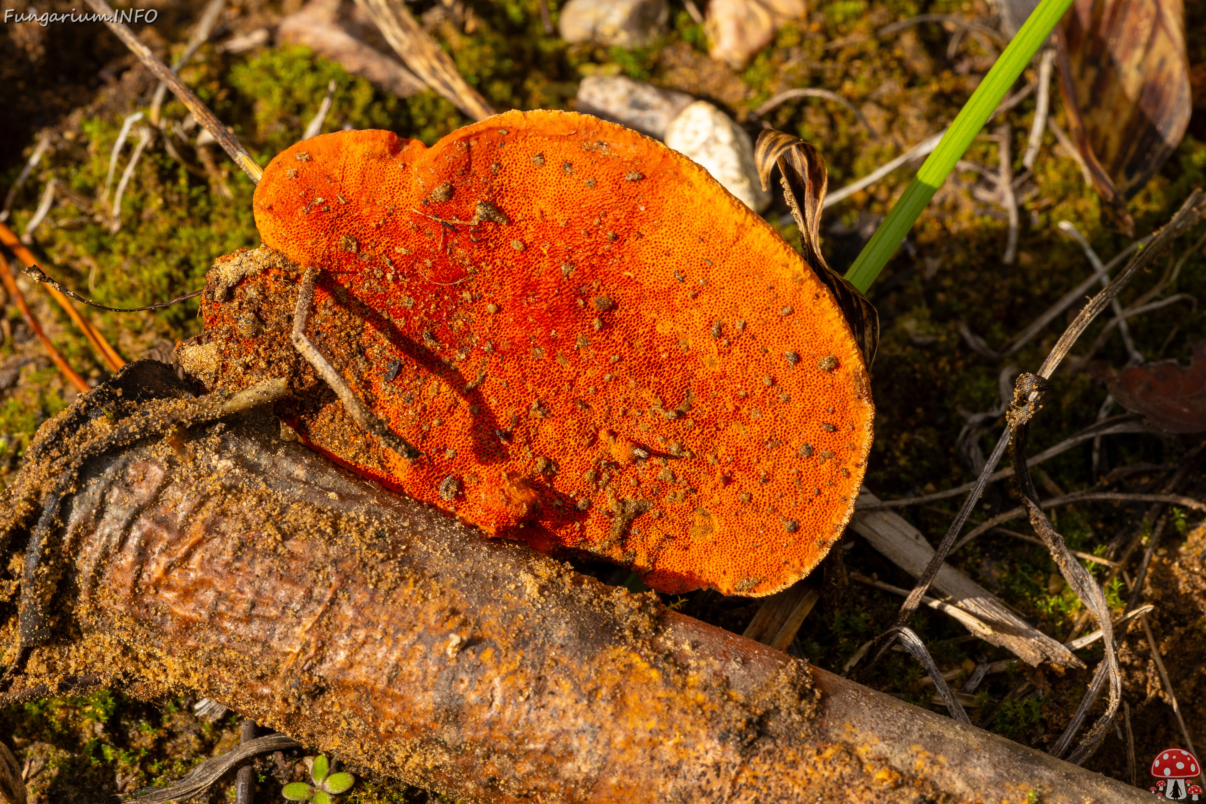 pycnoporus-cinnabarinus_2023-09-14_1-7 