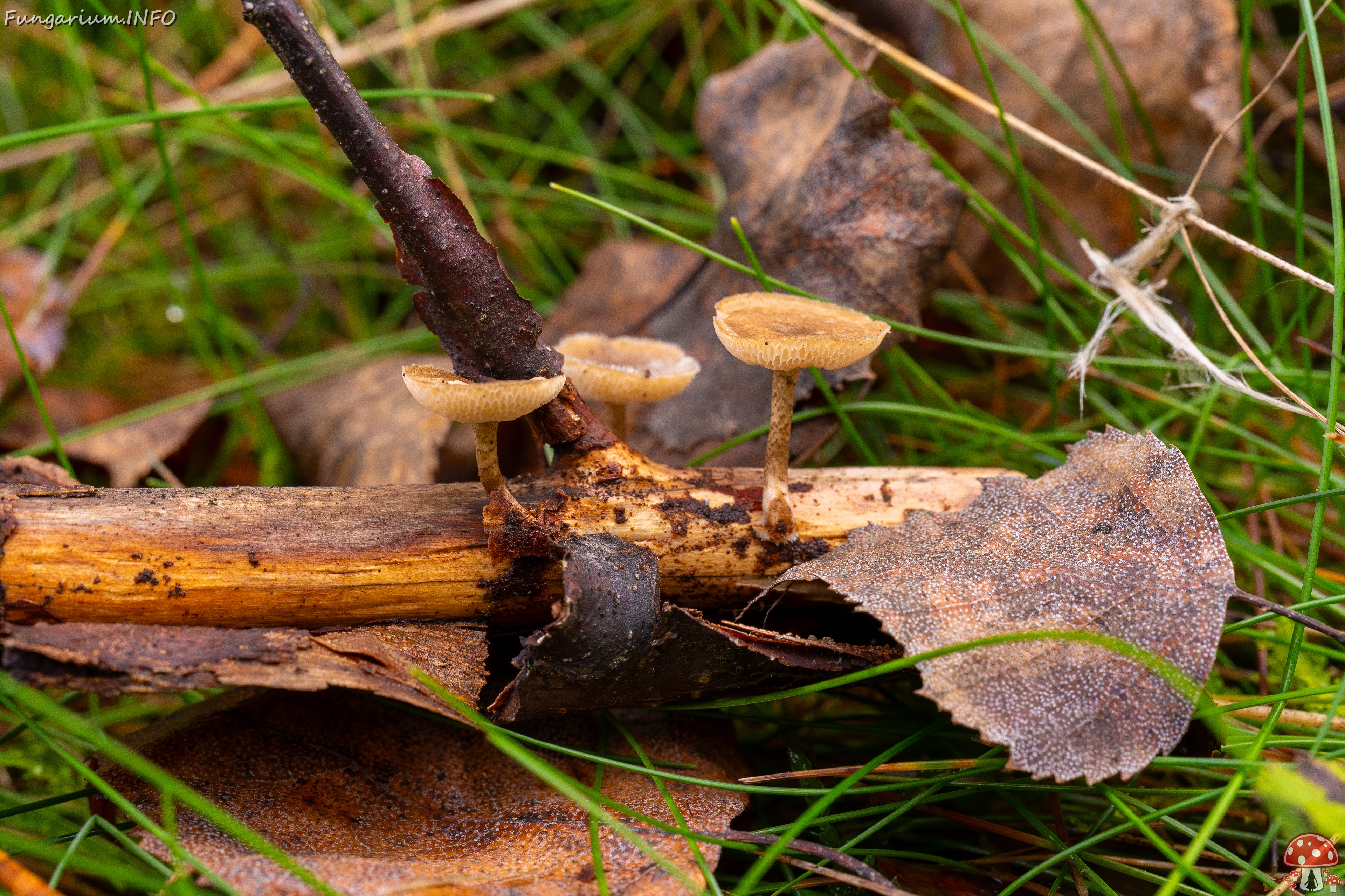 Lentinus arcularius _2025-09-21_1-1 