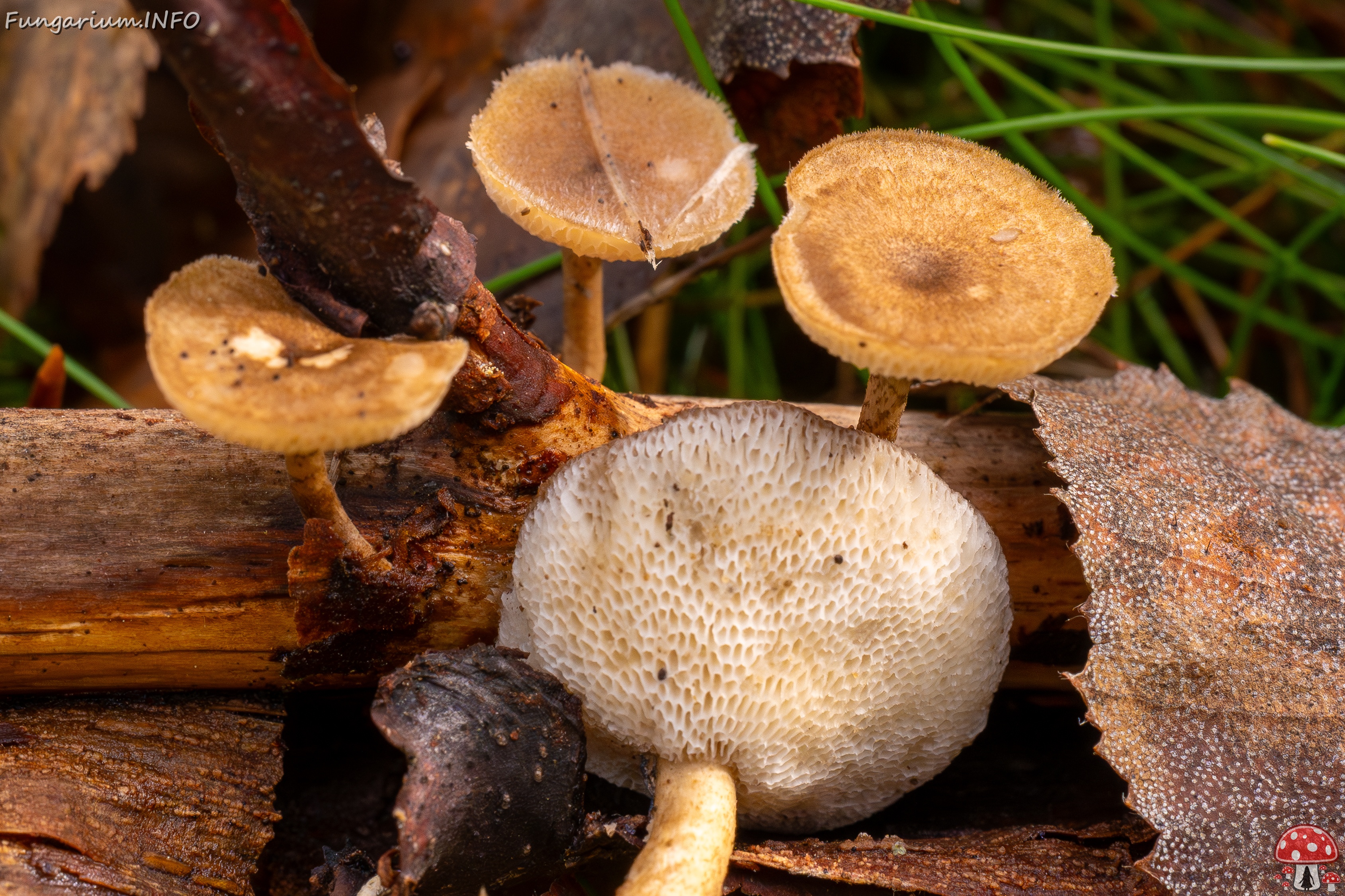 Lentinus arcularius _2025-09-21_1-10 