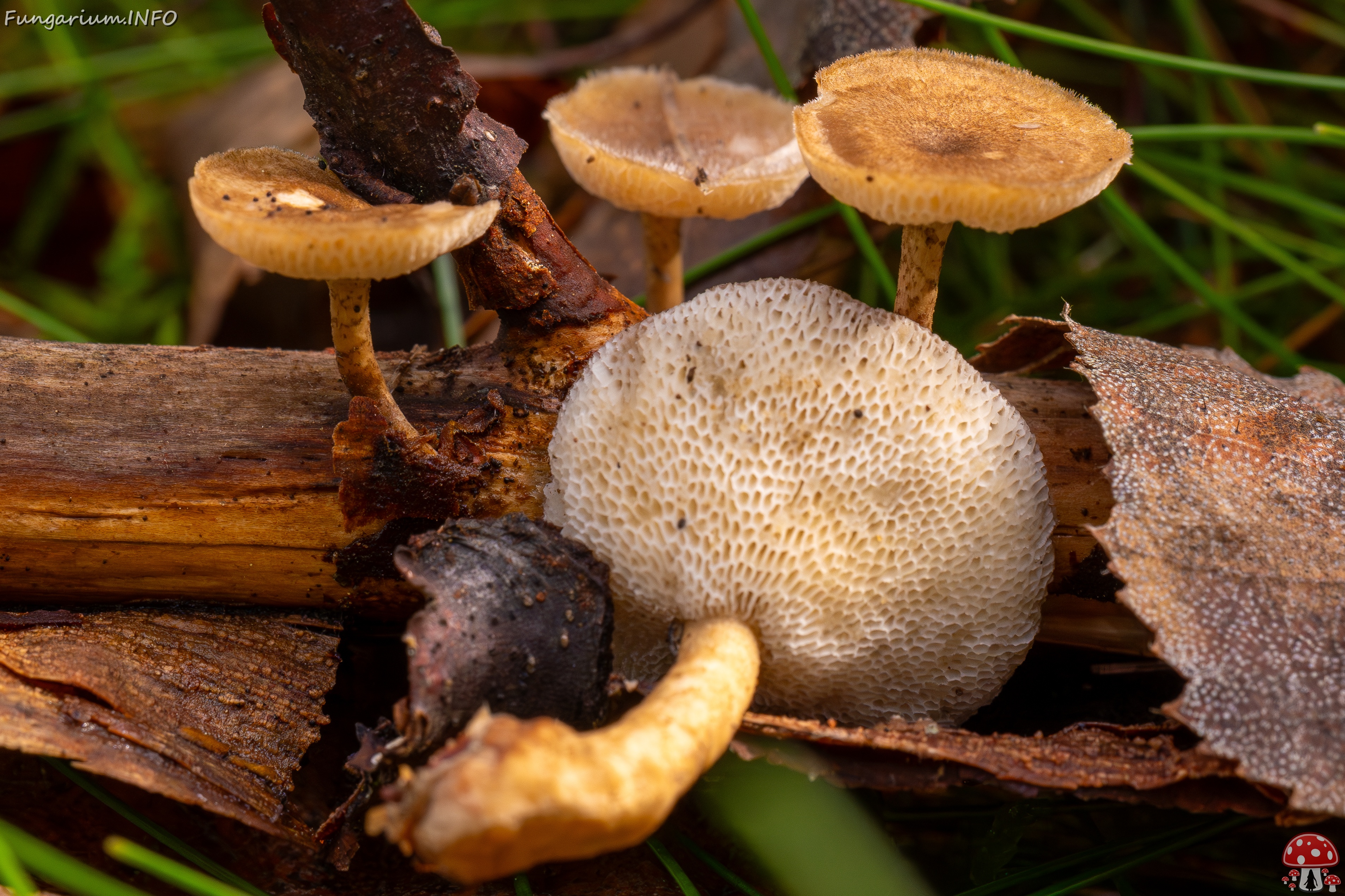 Lentinus arcularius _2025-09-21_1-11 