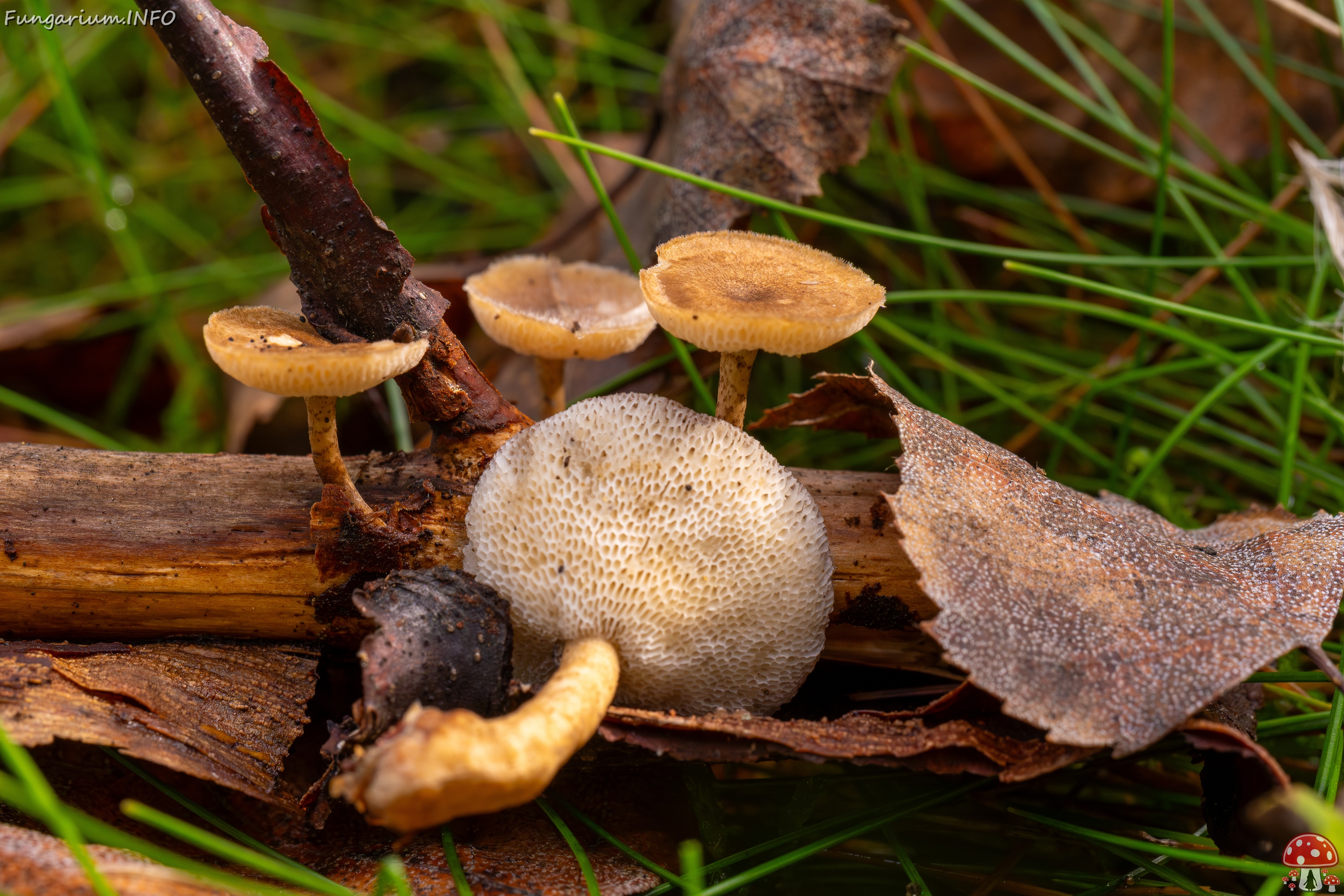 Lentinus arcularius _2025-09-21_1-12 