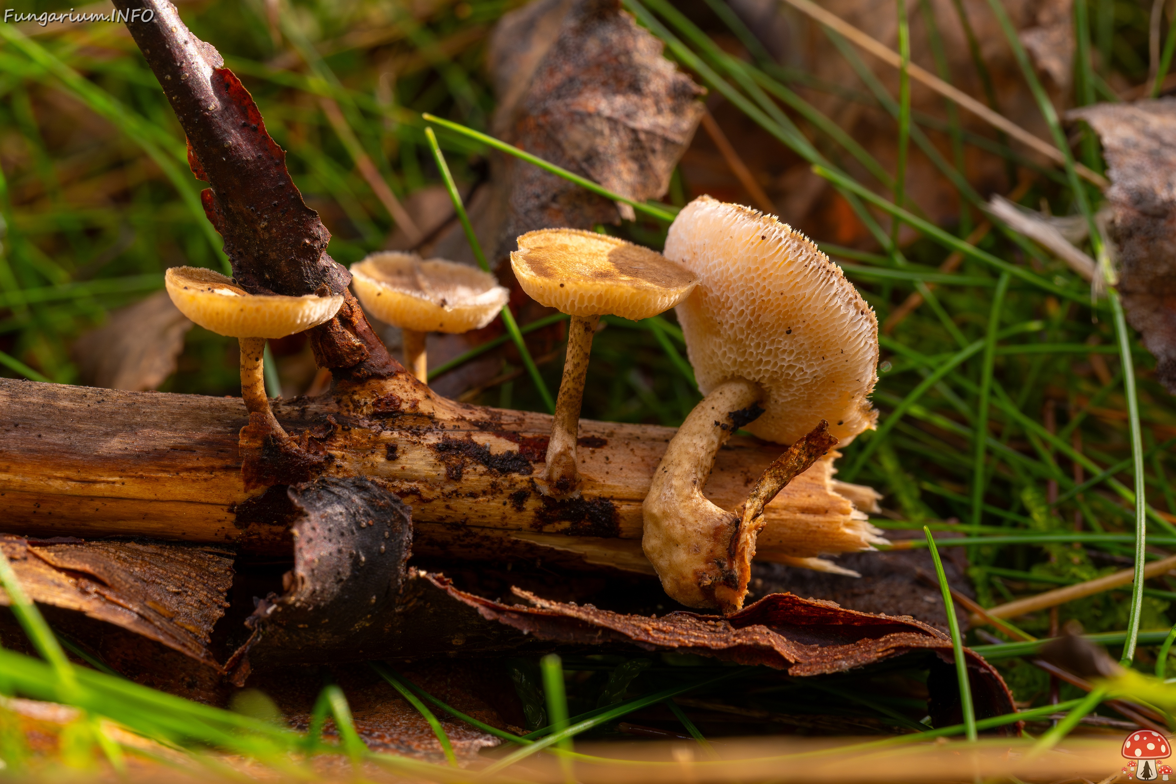 Lentinus arcularius _2025-09-21_1-13 
