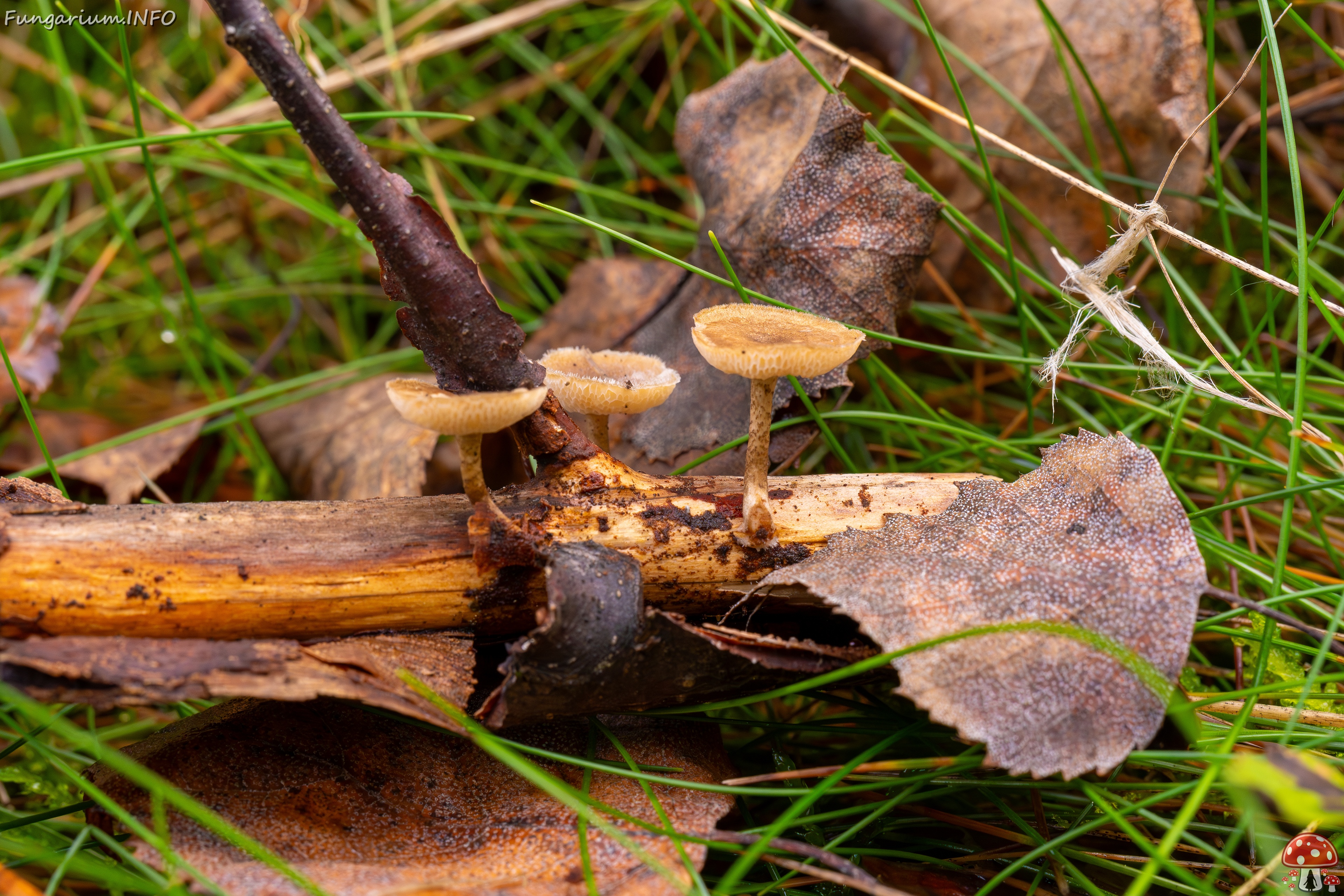 Lentinus arcularius _2025-09-21_1-2 