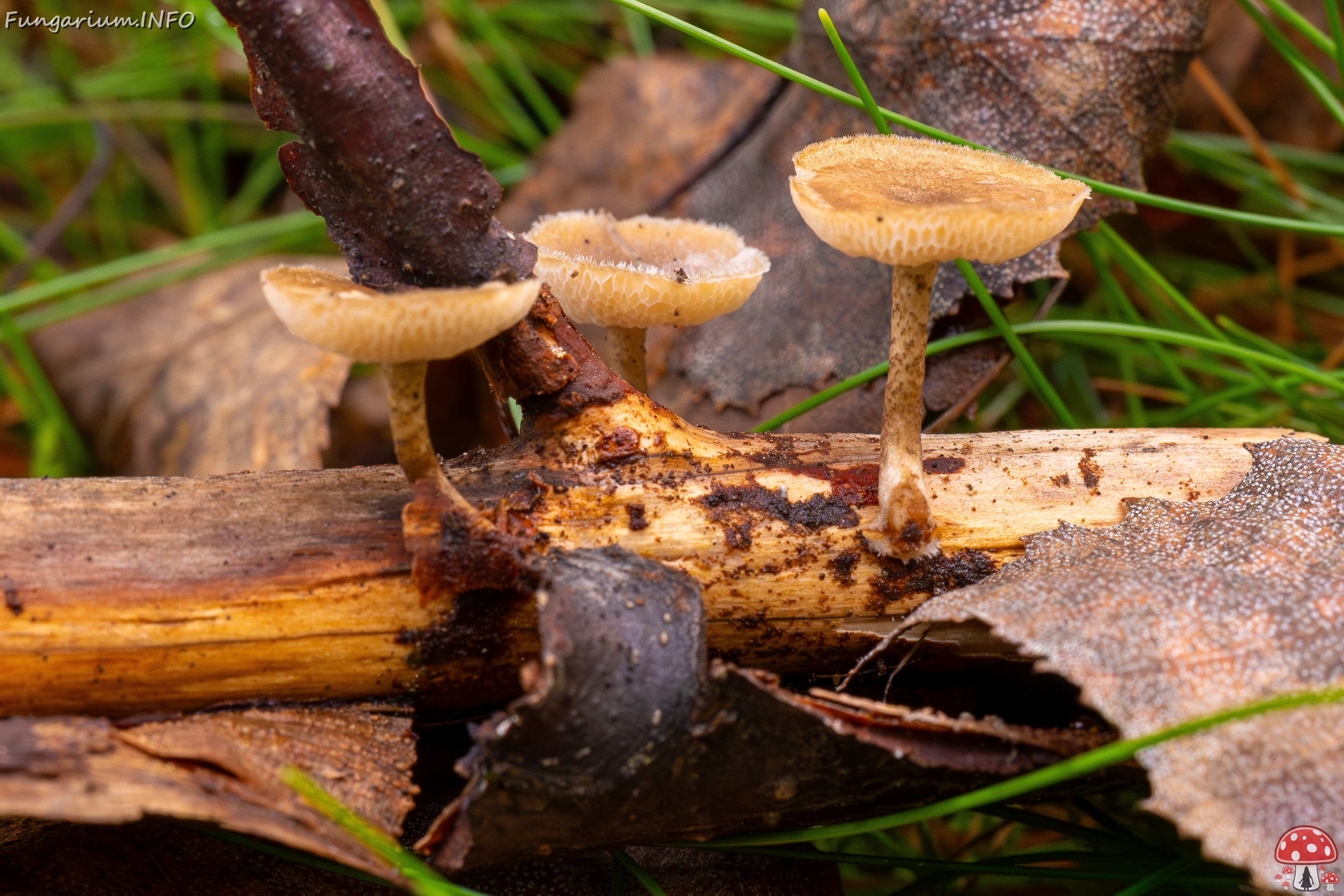 Lentinus arcularius _2025-09-21_1-3 