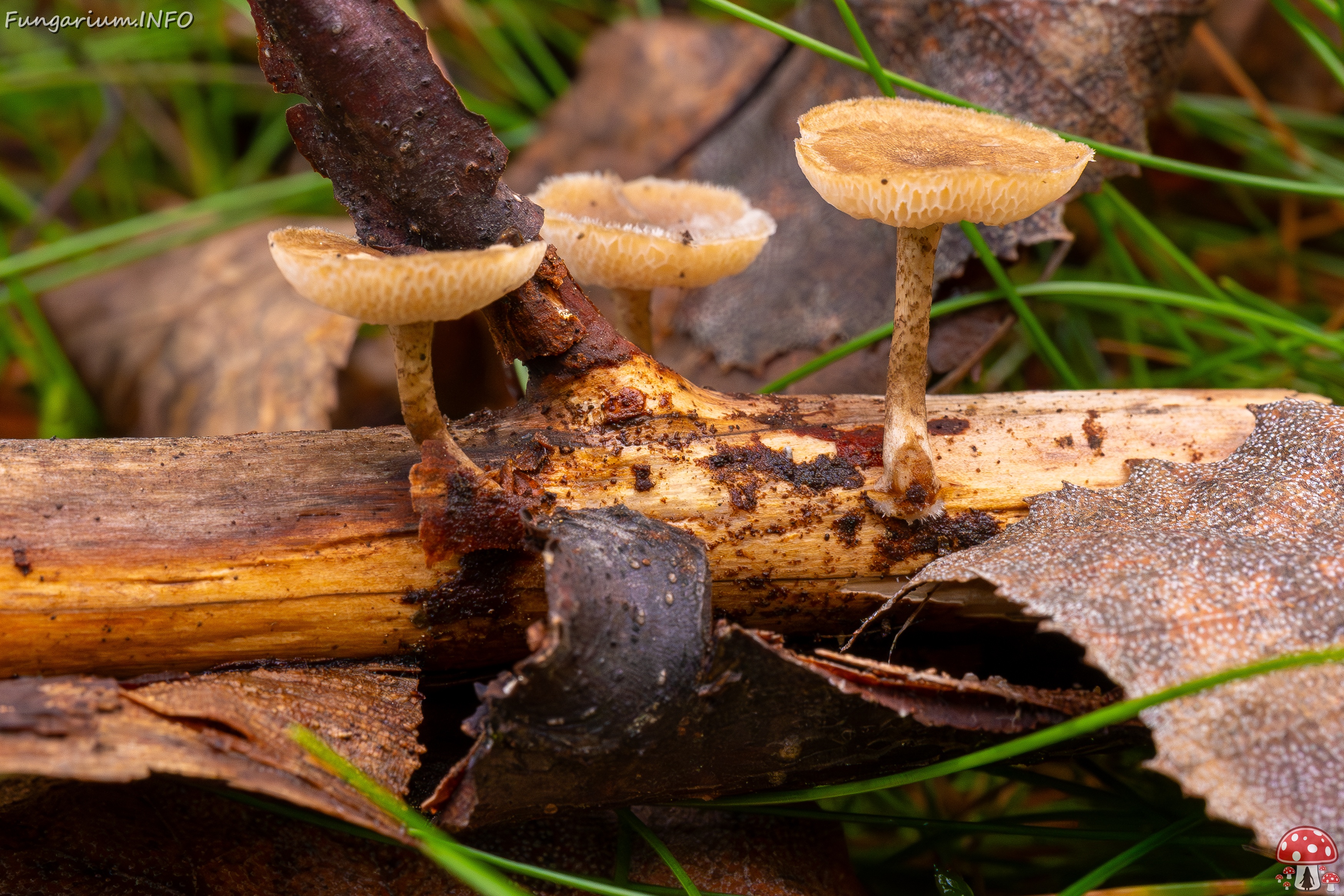 Lentinus arcularius _2025-09-21_1-4 