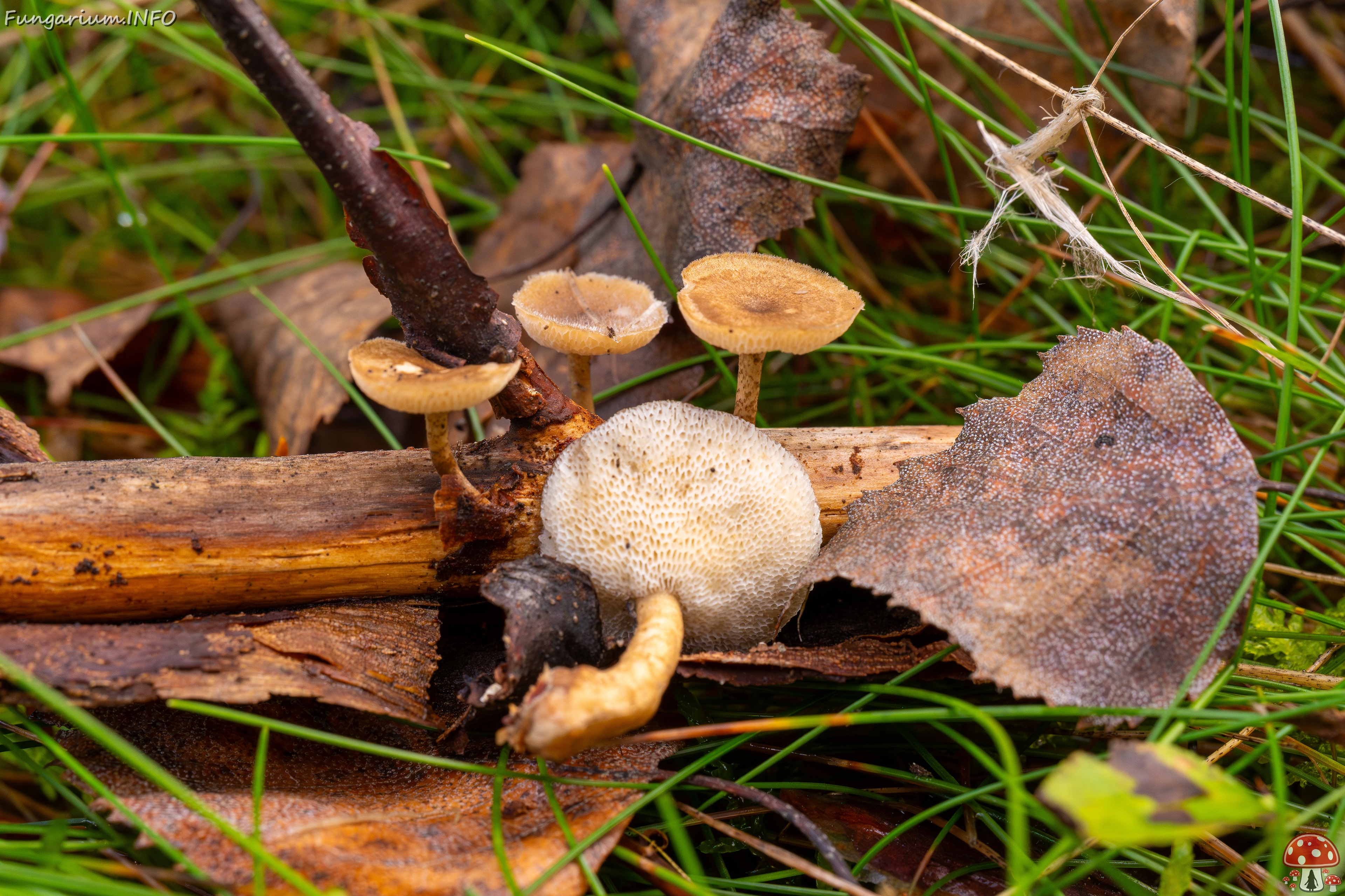 Lentinus arcularius _2025-09-21_1-5 