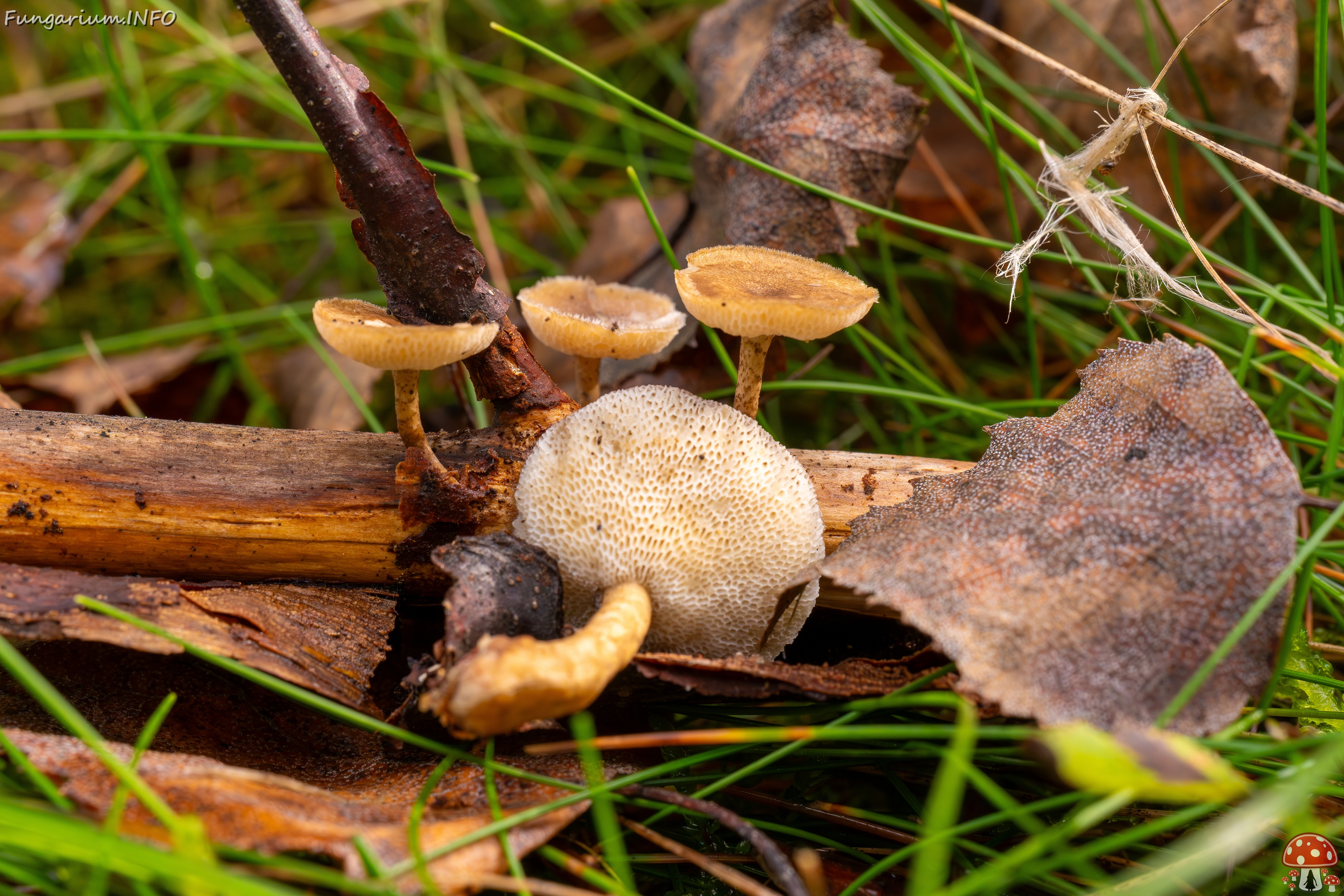 Lentinus arcularius _2025-09-21_1-6 