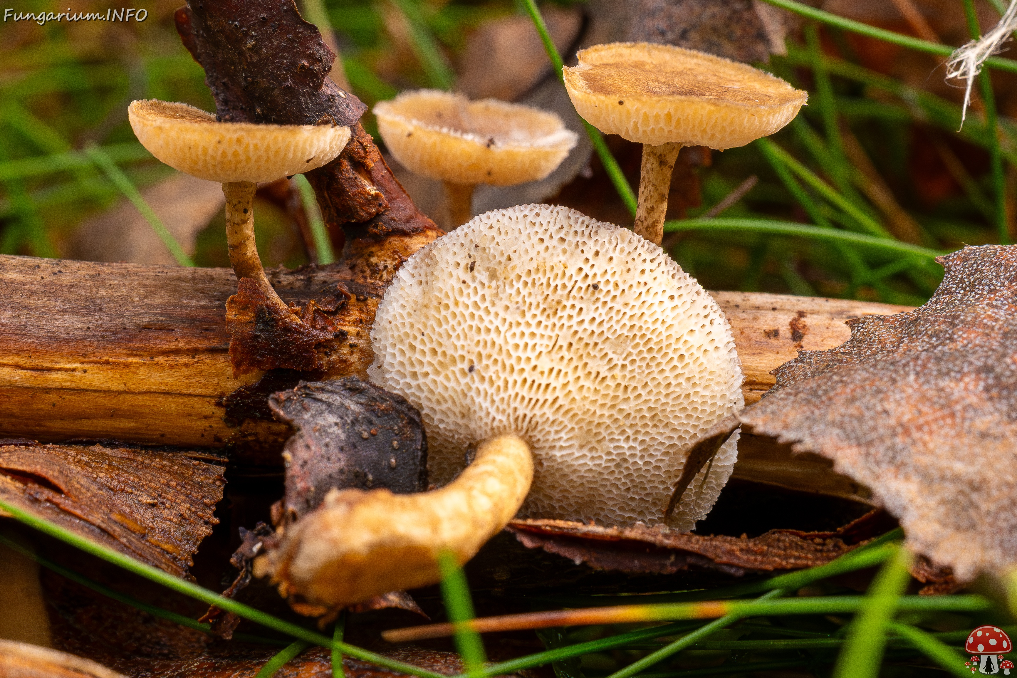 Lentinus arcularius _2025-09-21_1-7 