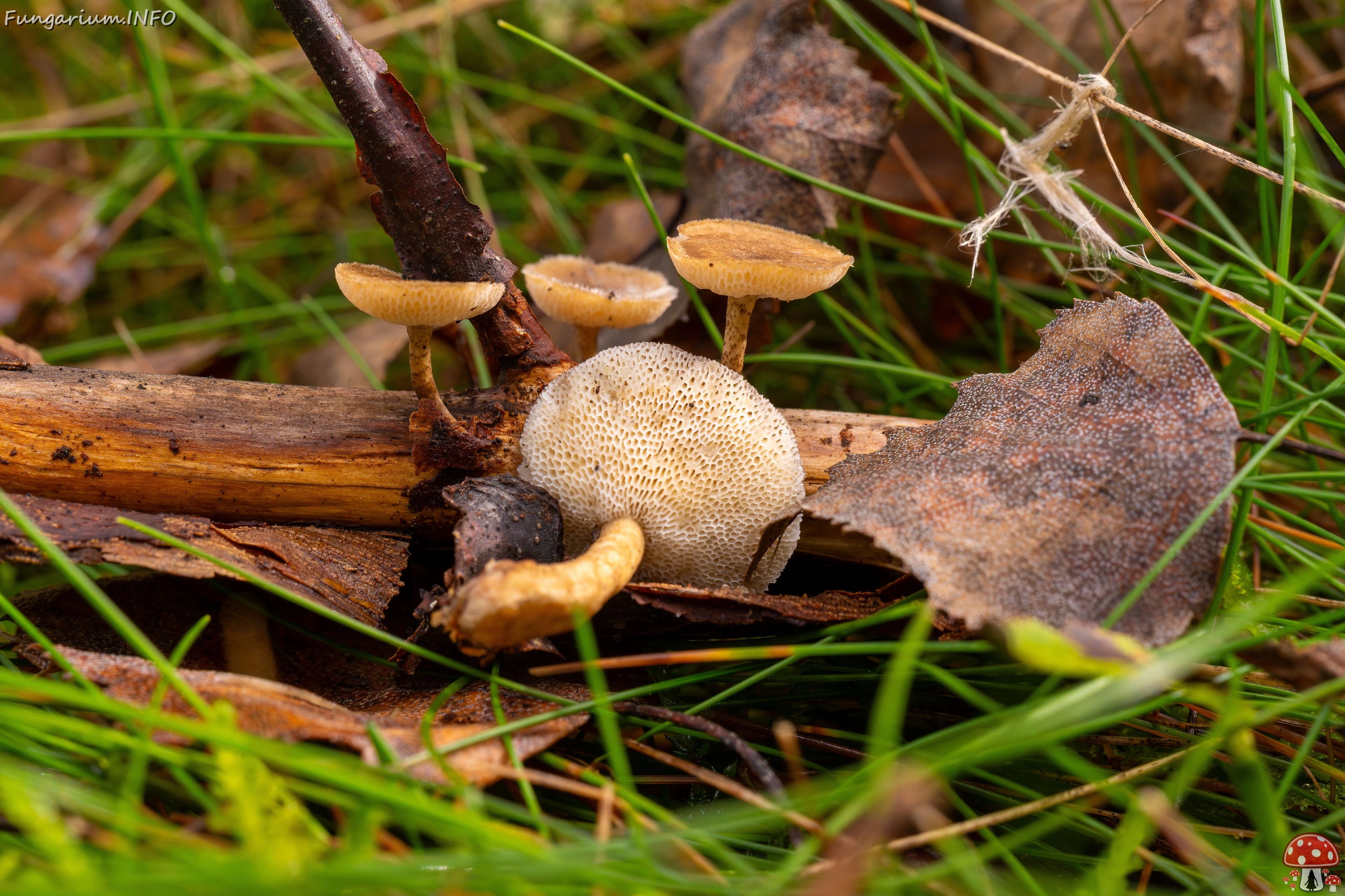 Lentinus arcularius _2025-09-21_1-8 
