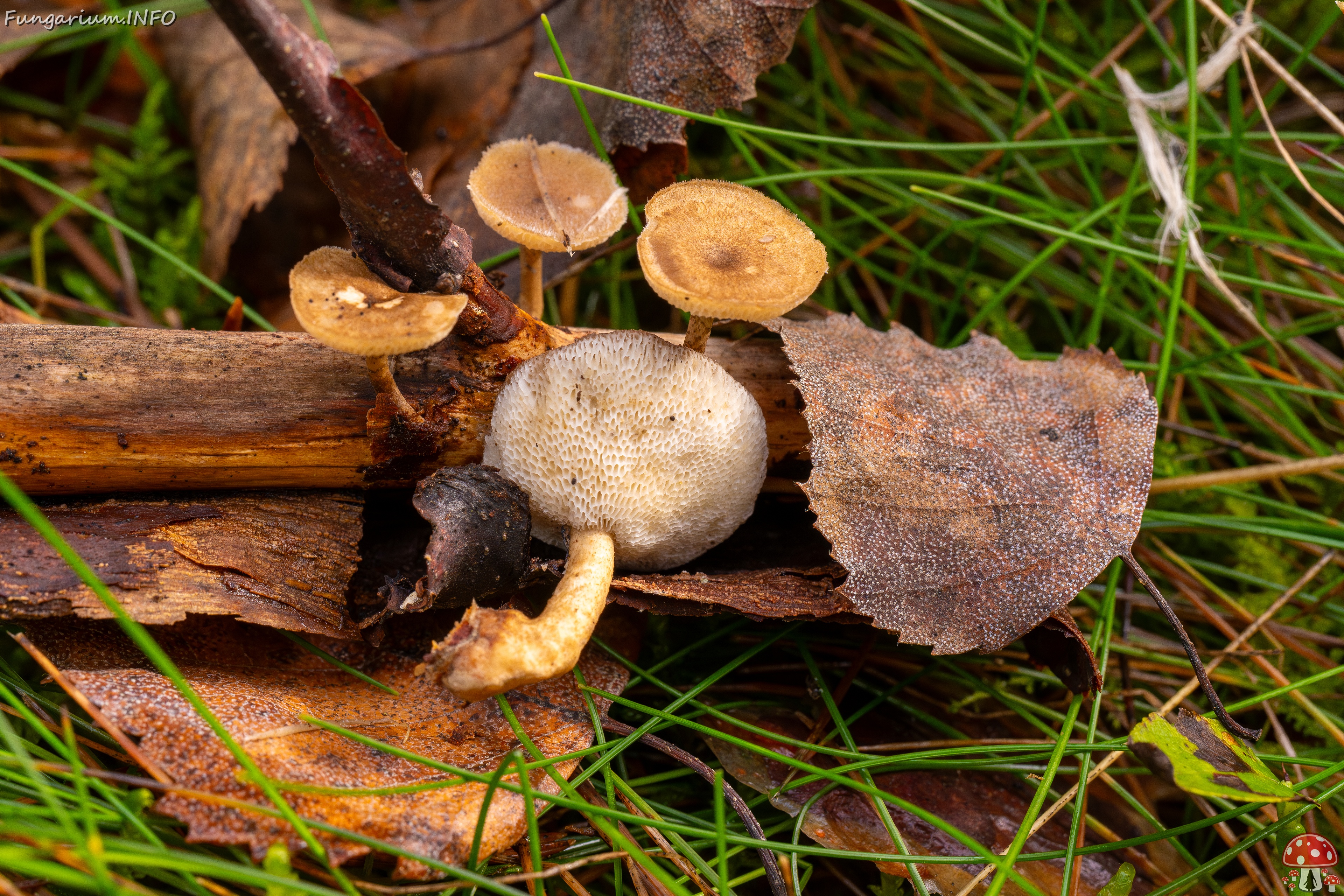 Lentinus arcularius _2025-09-21_1-9 