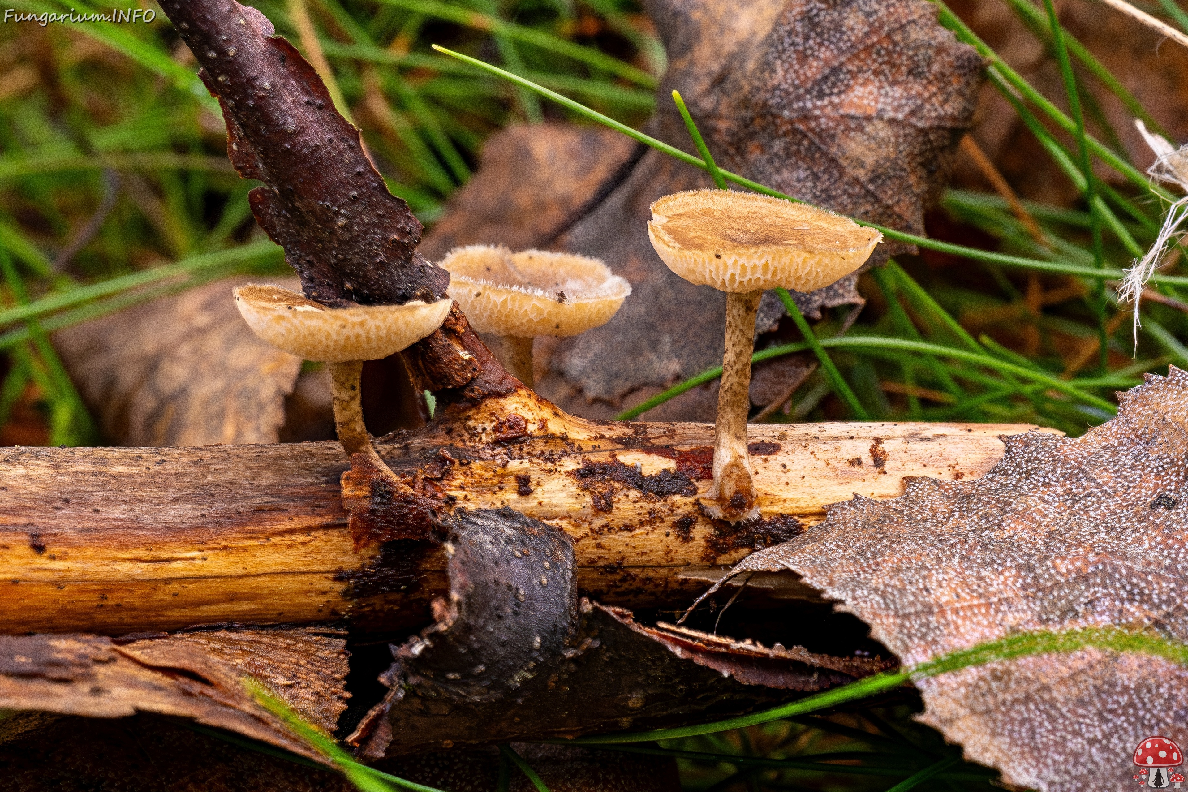 Lentinus arcularius _2025-09-21_2-2 