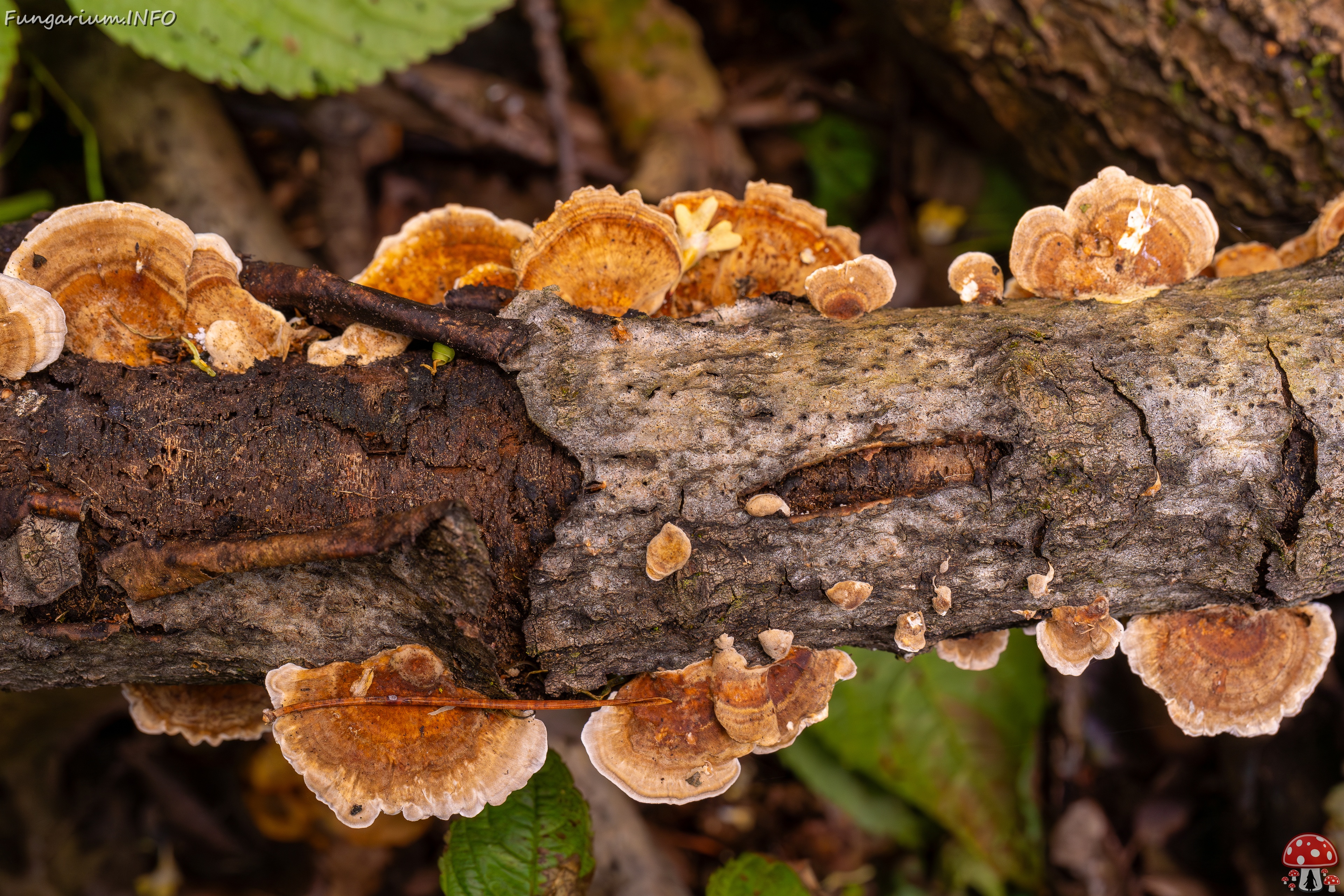!Trametes ochracea _2025-10-04_1-3 