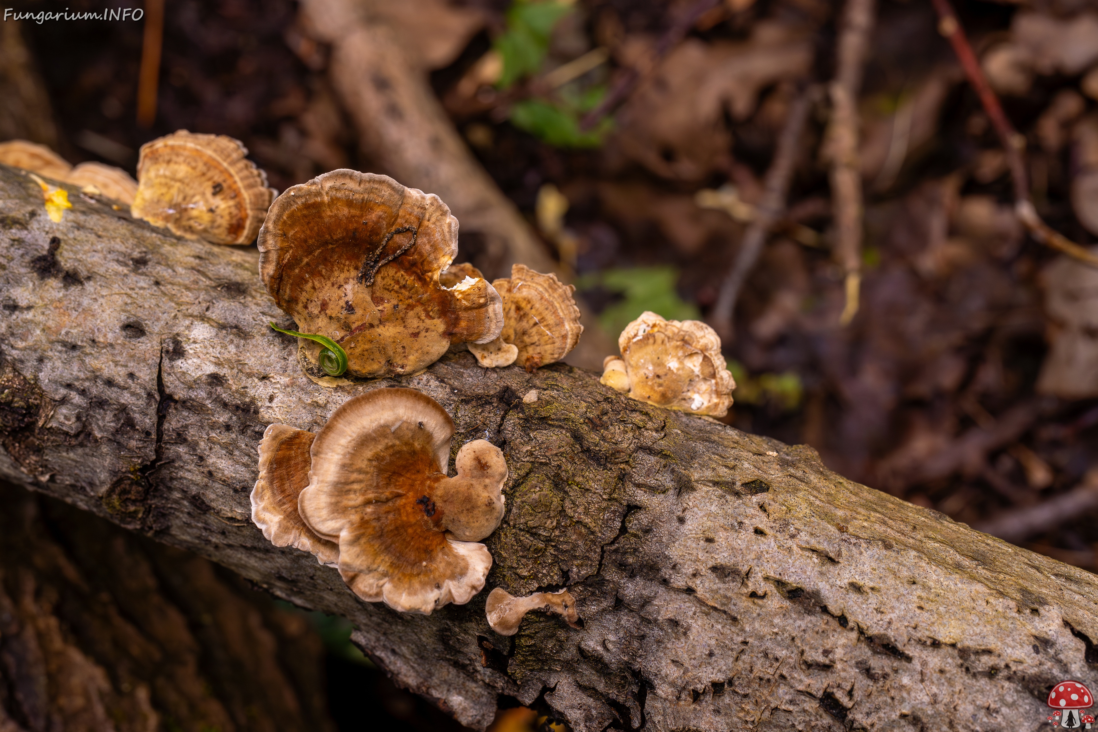 Trametes ochracea _2025-10-04_1-1 
