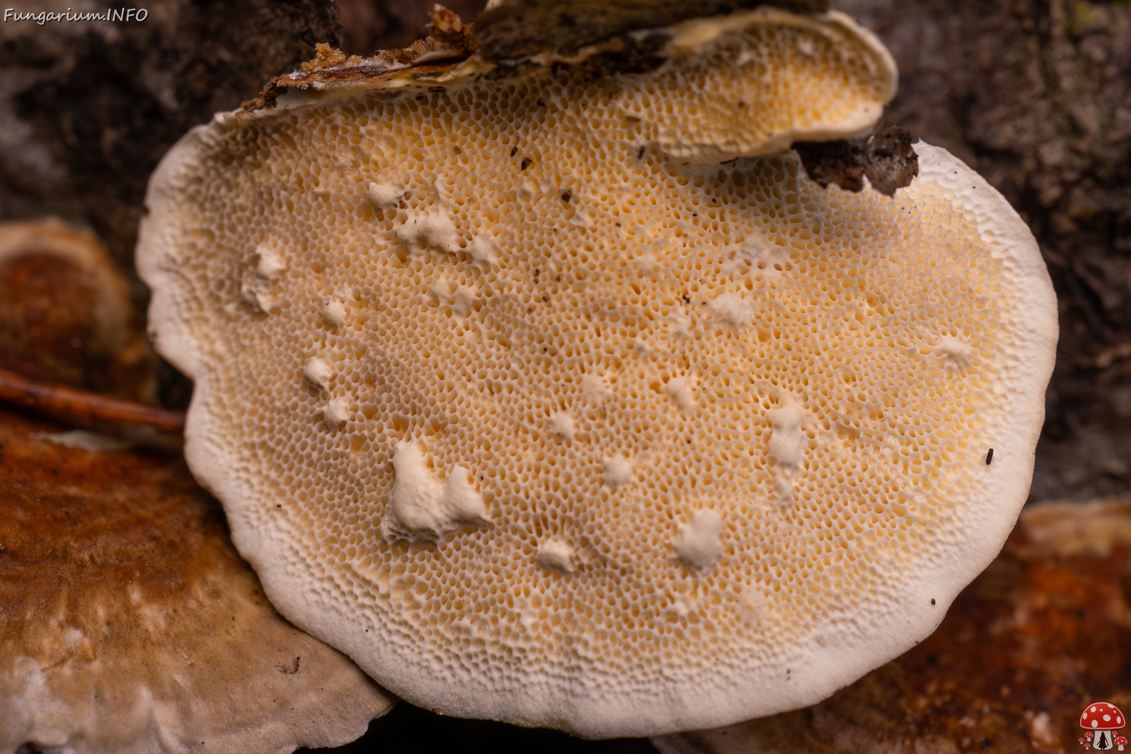 Trametes ochracea _2025-10-04_1-10 