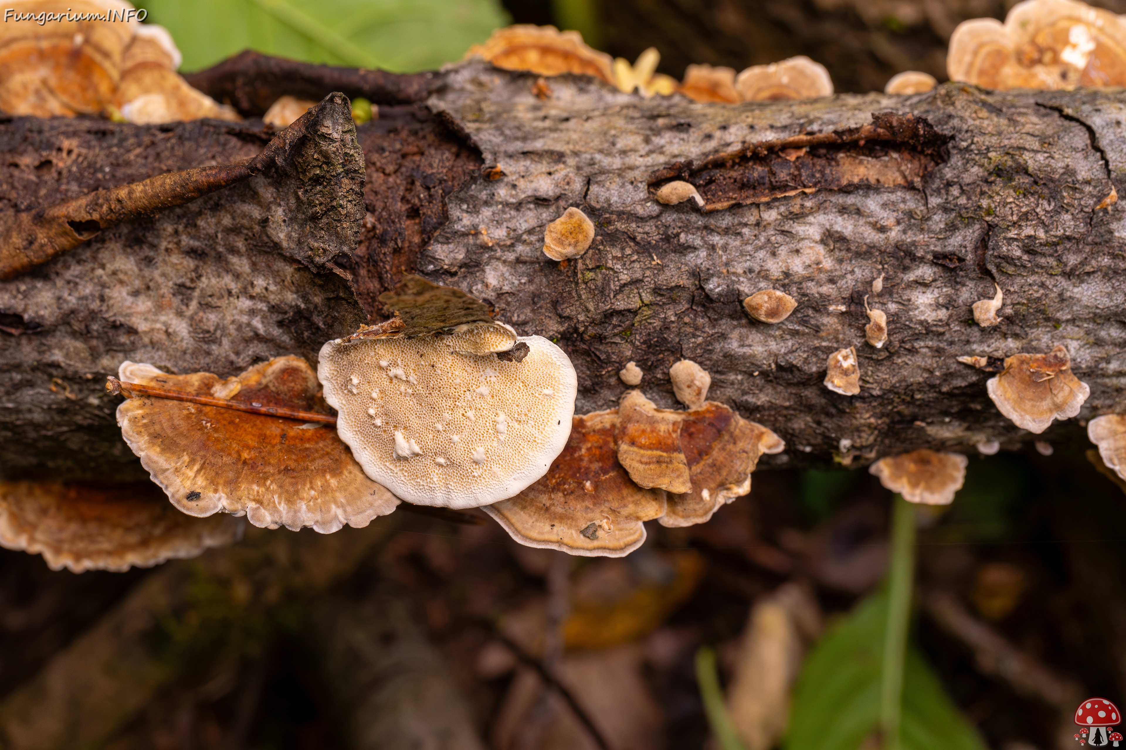 Trametes ochracea _2025-10-04_1-11 