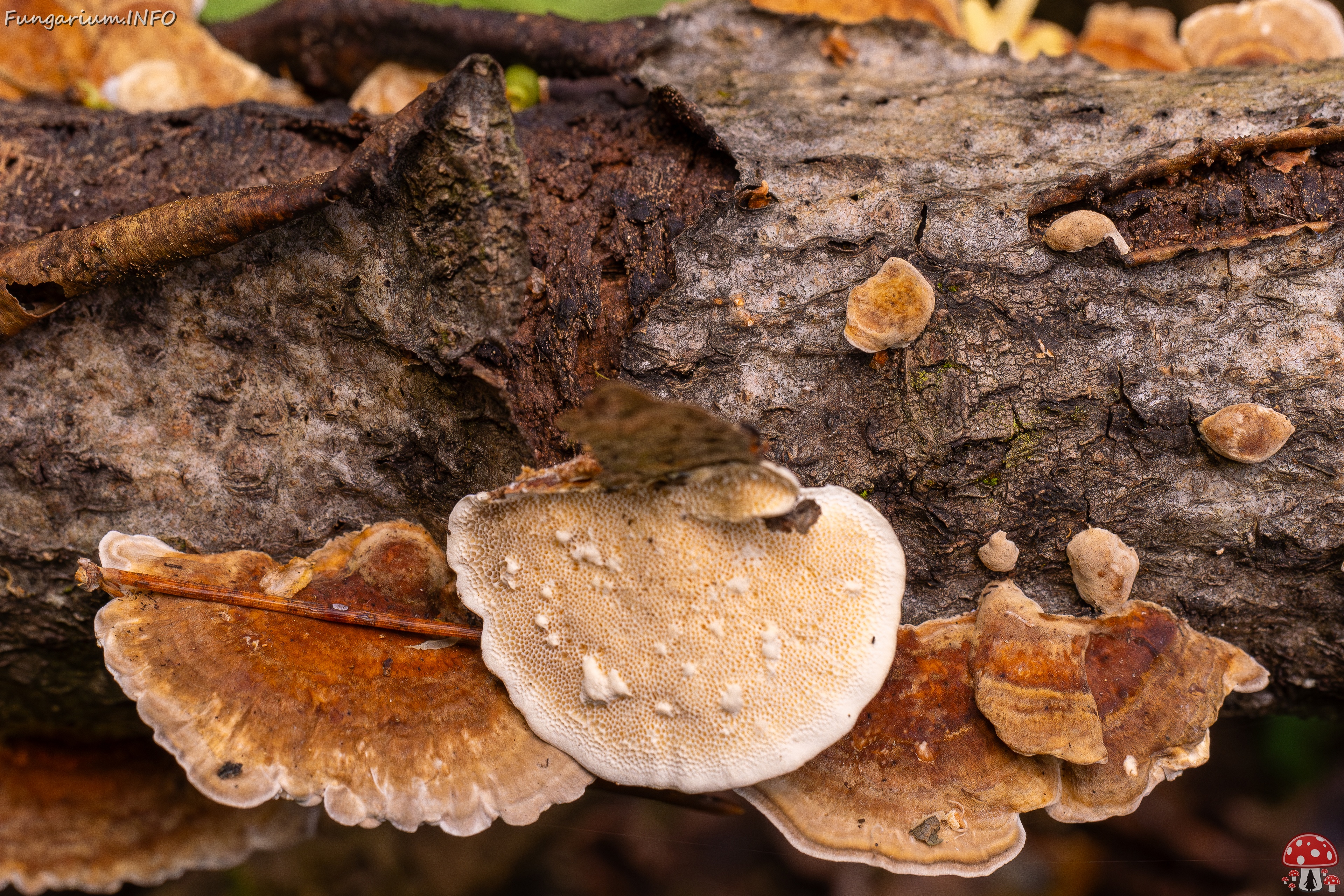 Trametes ochracea _2025-10-04_1-12 