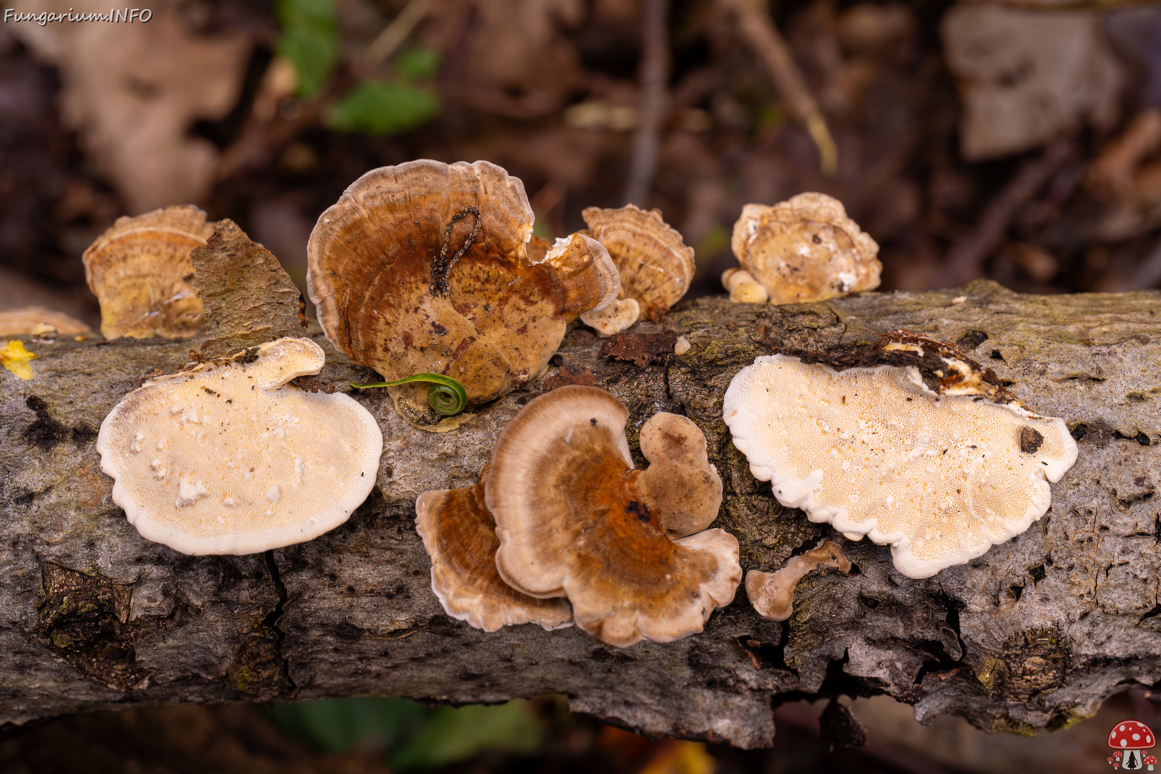 Trametes ochracea _2025-10-04_1-13 